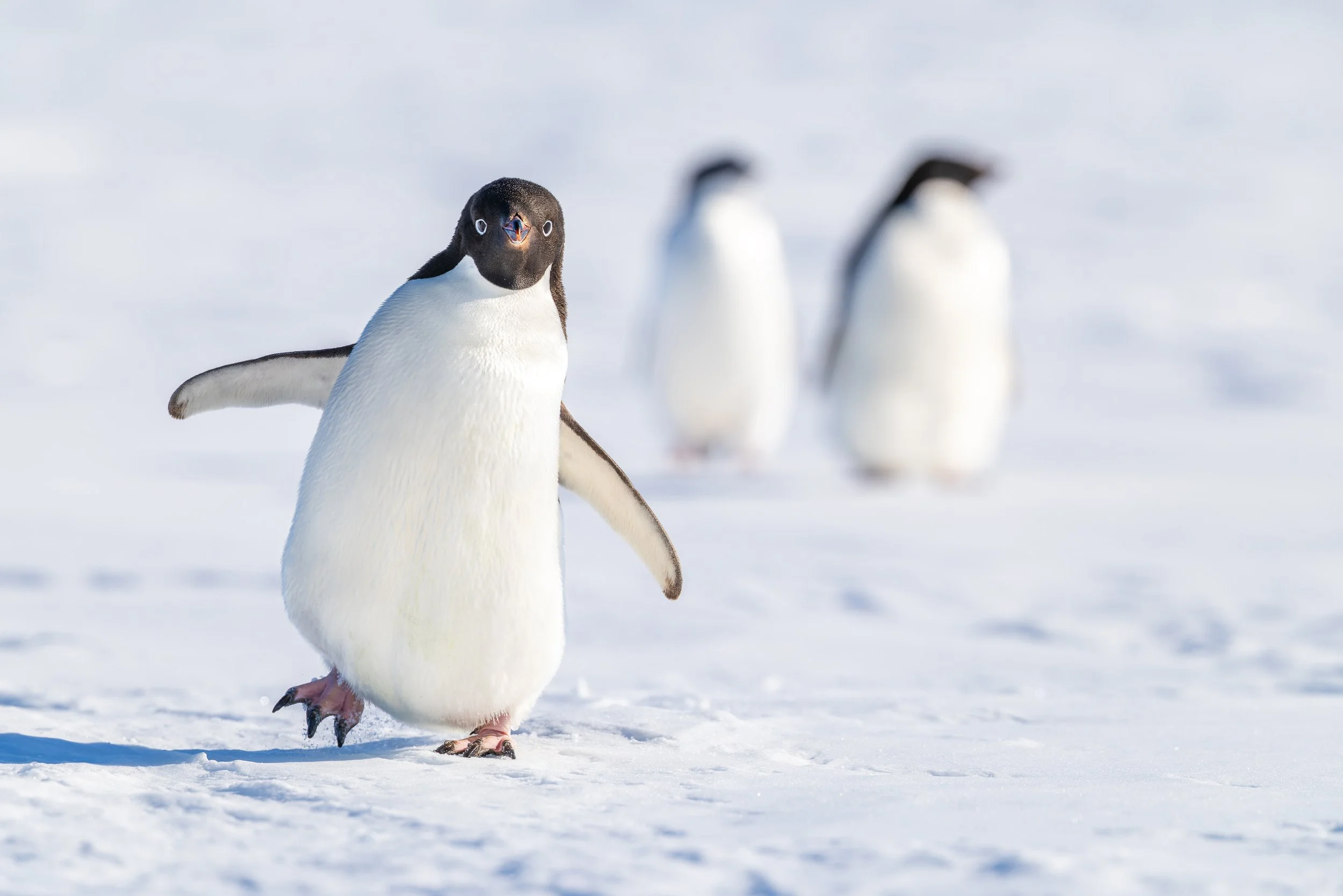 Adélie Penguin_Dyglaski Ice Tongue_2.19.25_ns.jpg