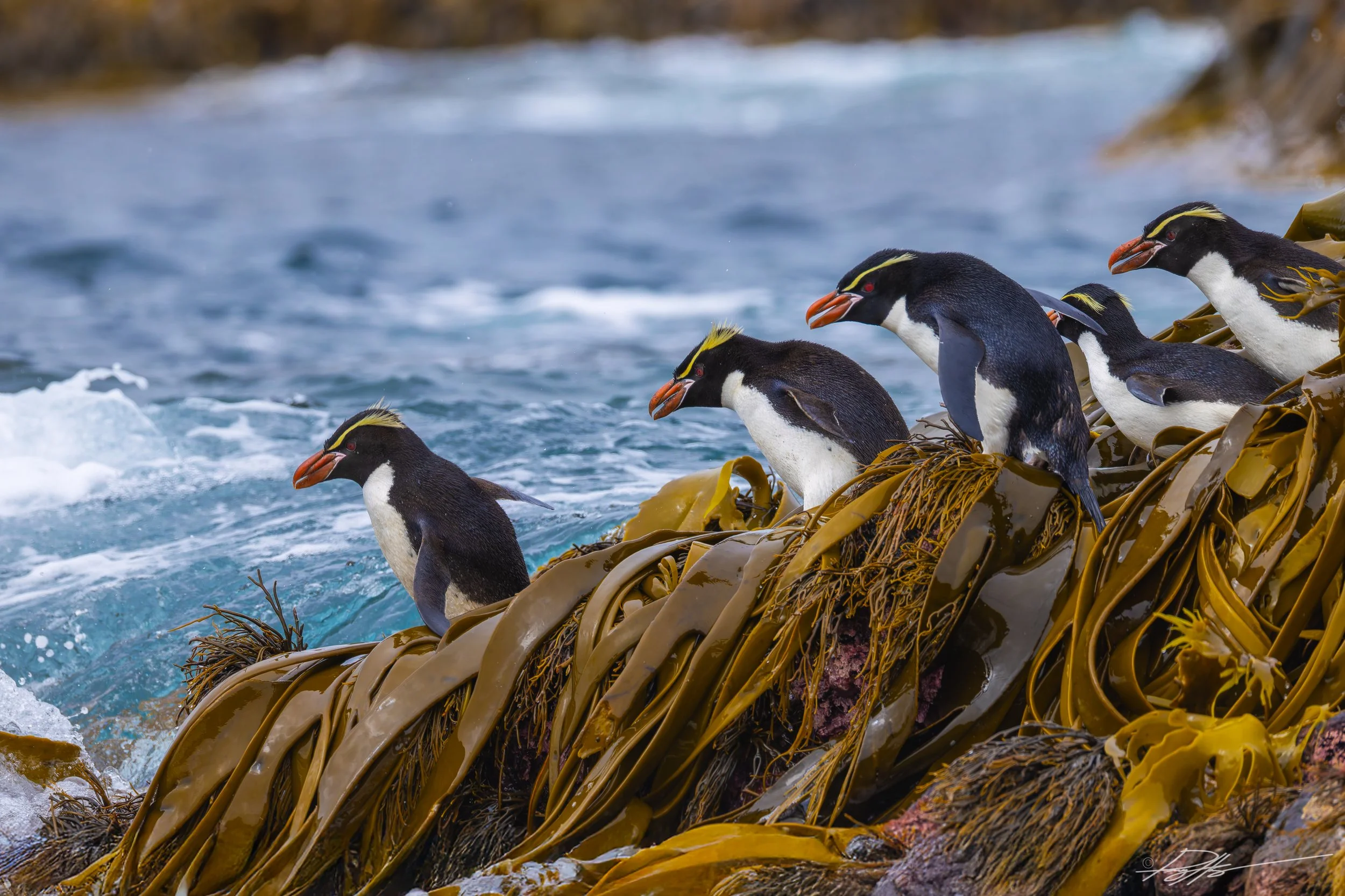 Snares Crested Penguin_Snares Islands_2.4.25_2.jpg