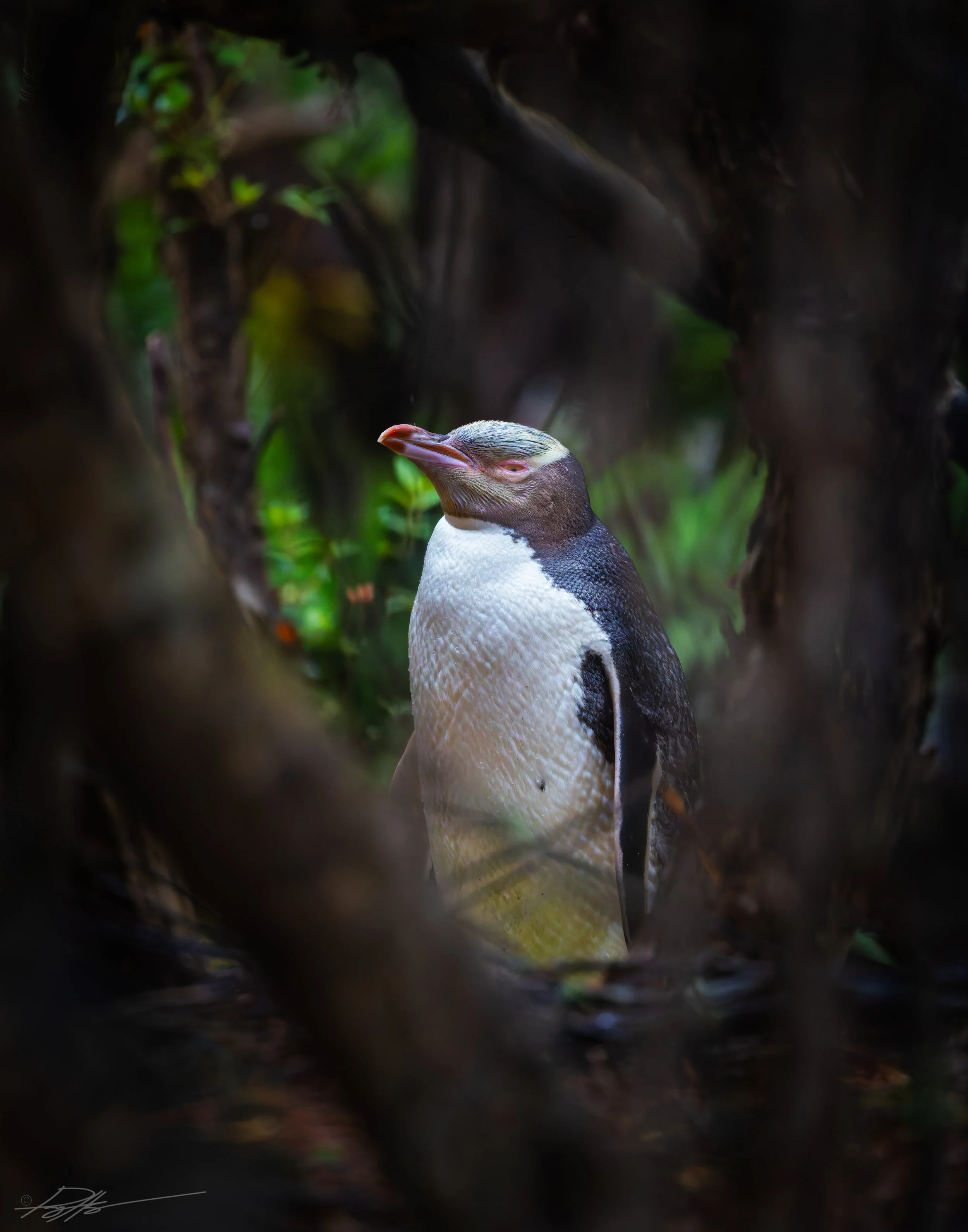 Yellow Eyed Penguin_Enderby Island_2.5.25_1.jpg