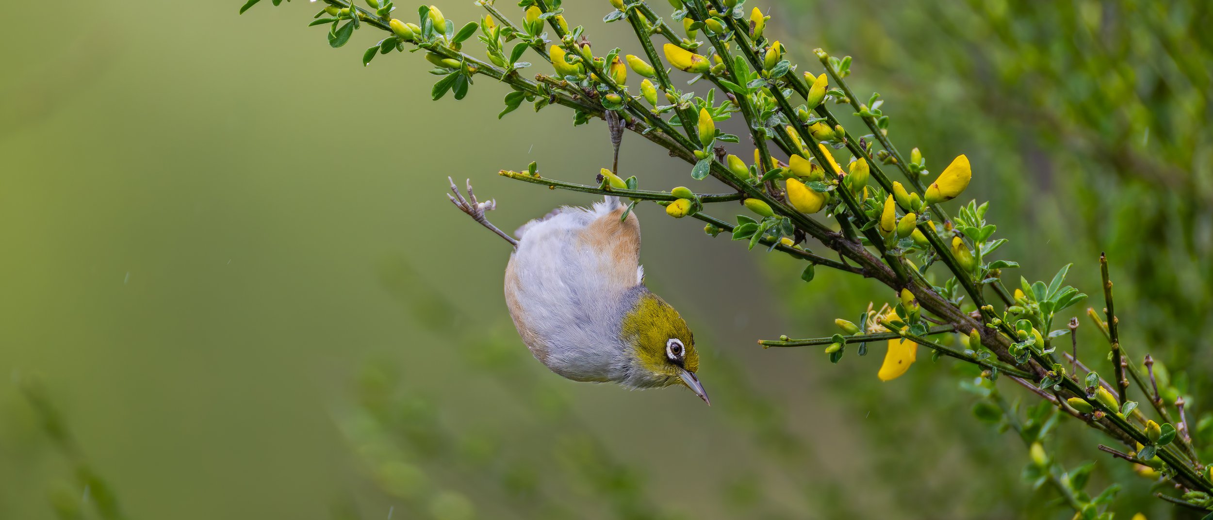 Silvereye_Turangi_10.21.jpg