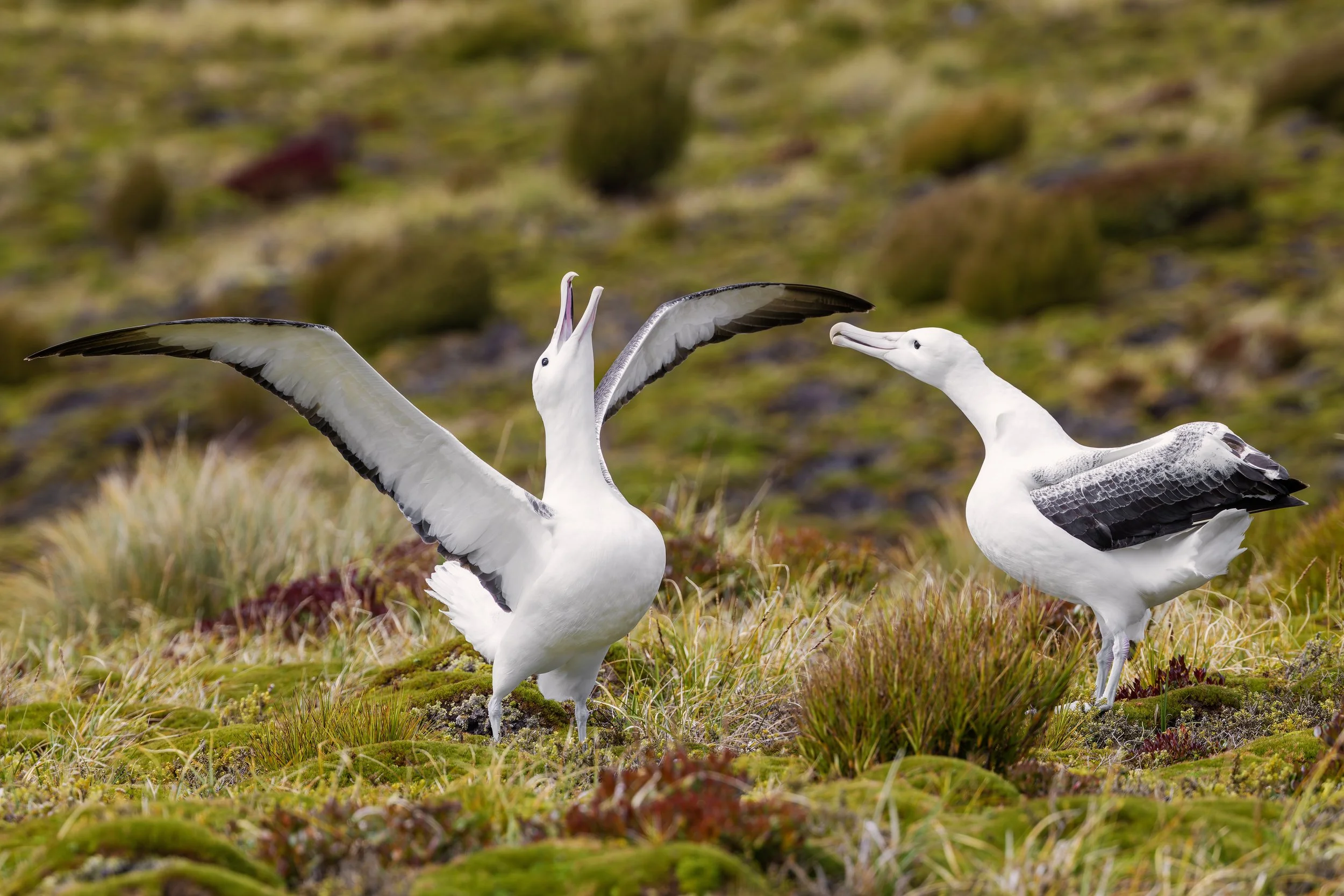 Southern Royal Albatross_Enderby Island_2.5.25.jpg