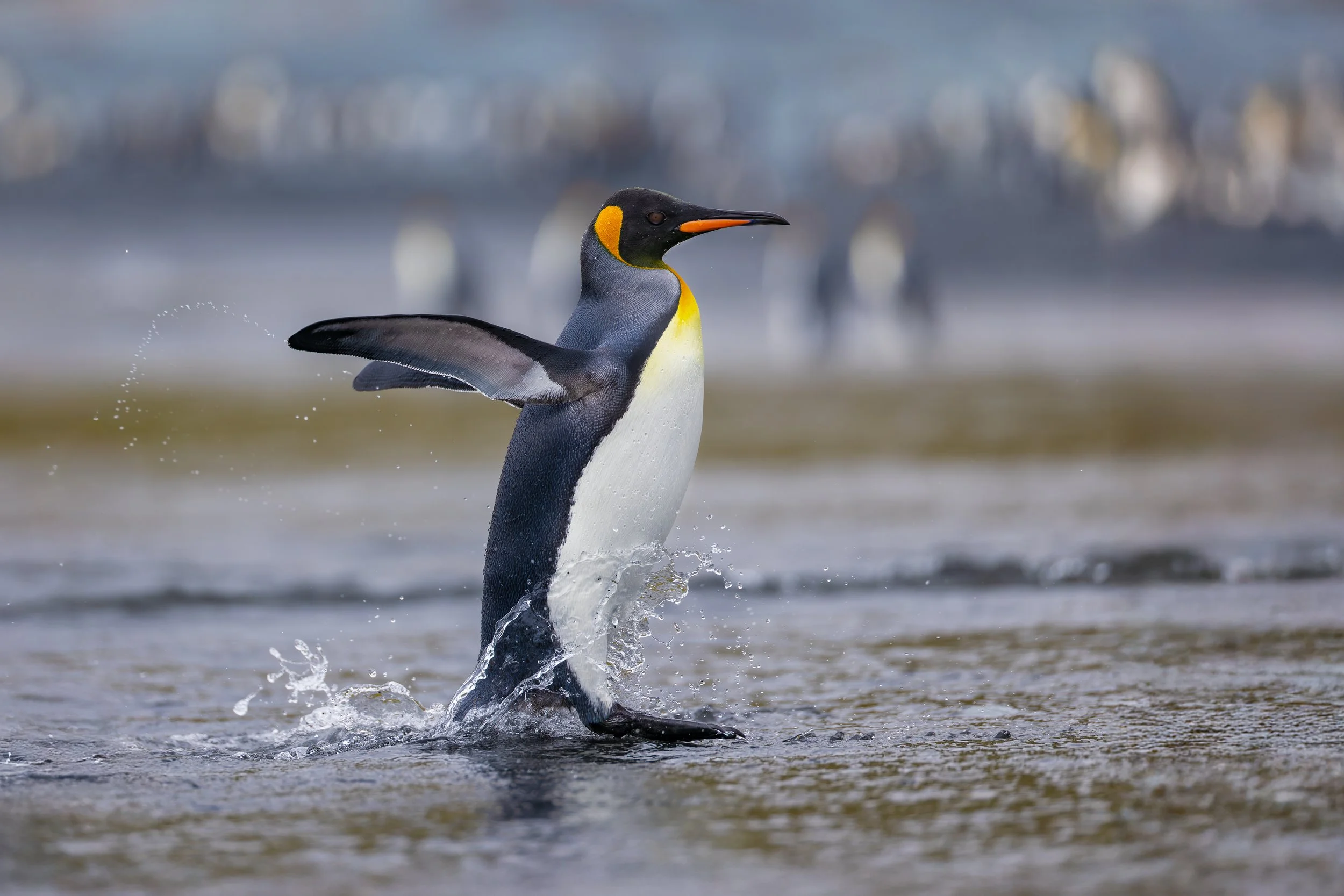 King Penguin_Sandy Bay_2.7.25_4.jpg