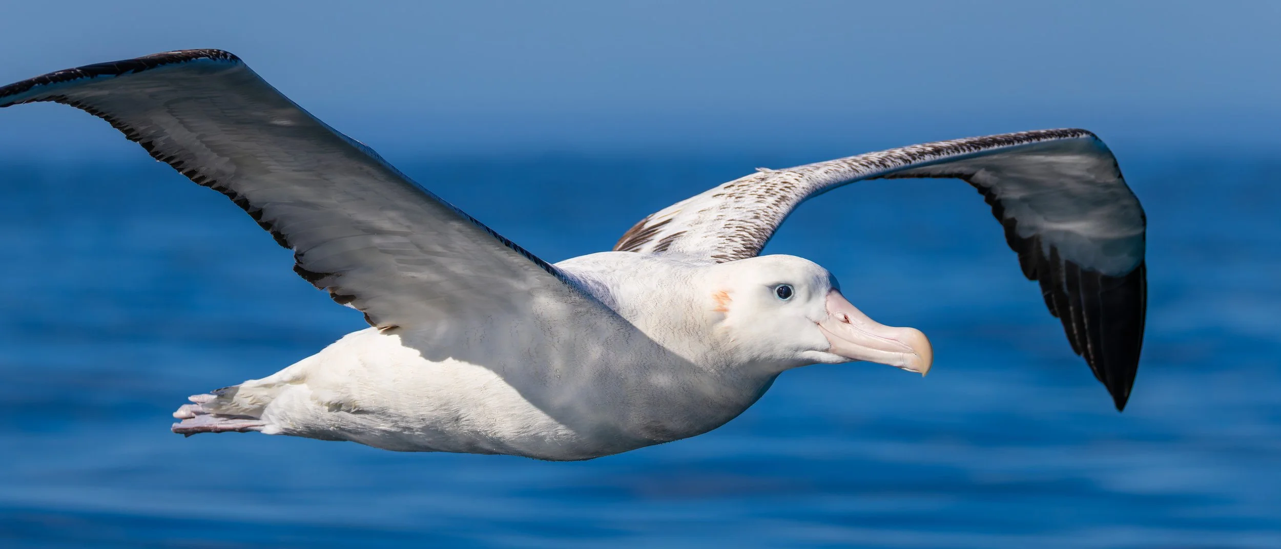 Gibson's Albatross_Kaikōura_03-16-26_1.jpg