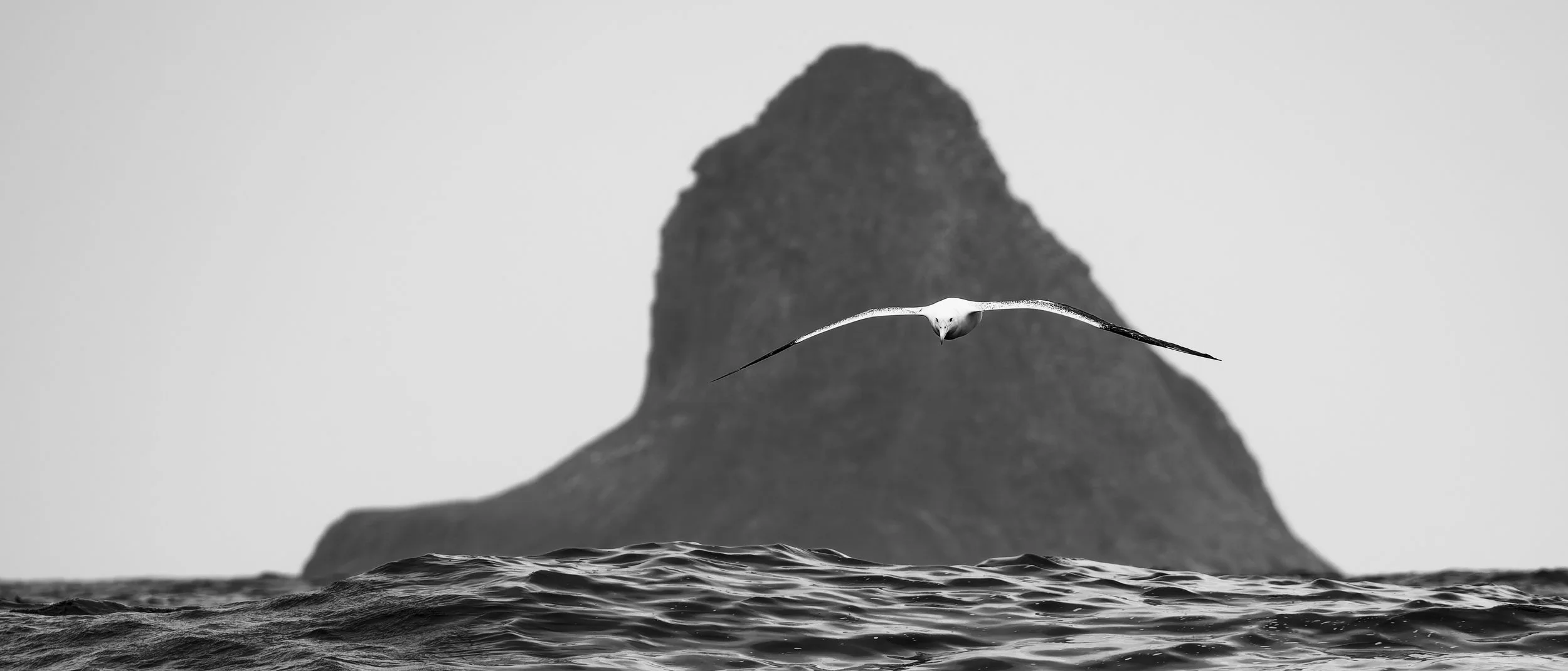 Southern Royal Albatross_Southeast Island_12.jpg