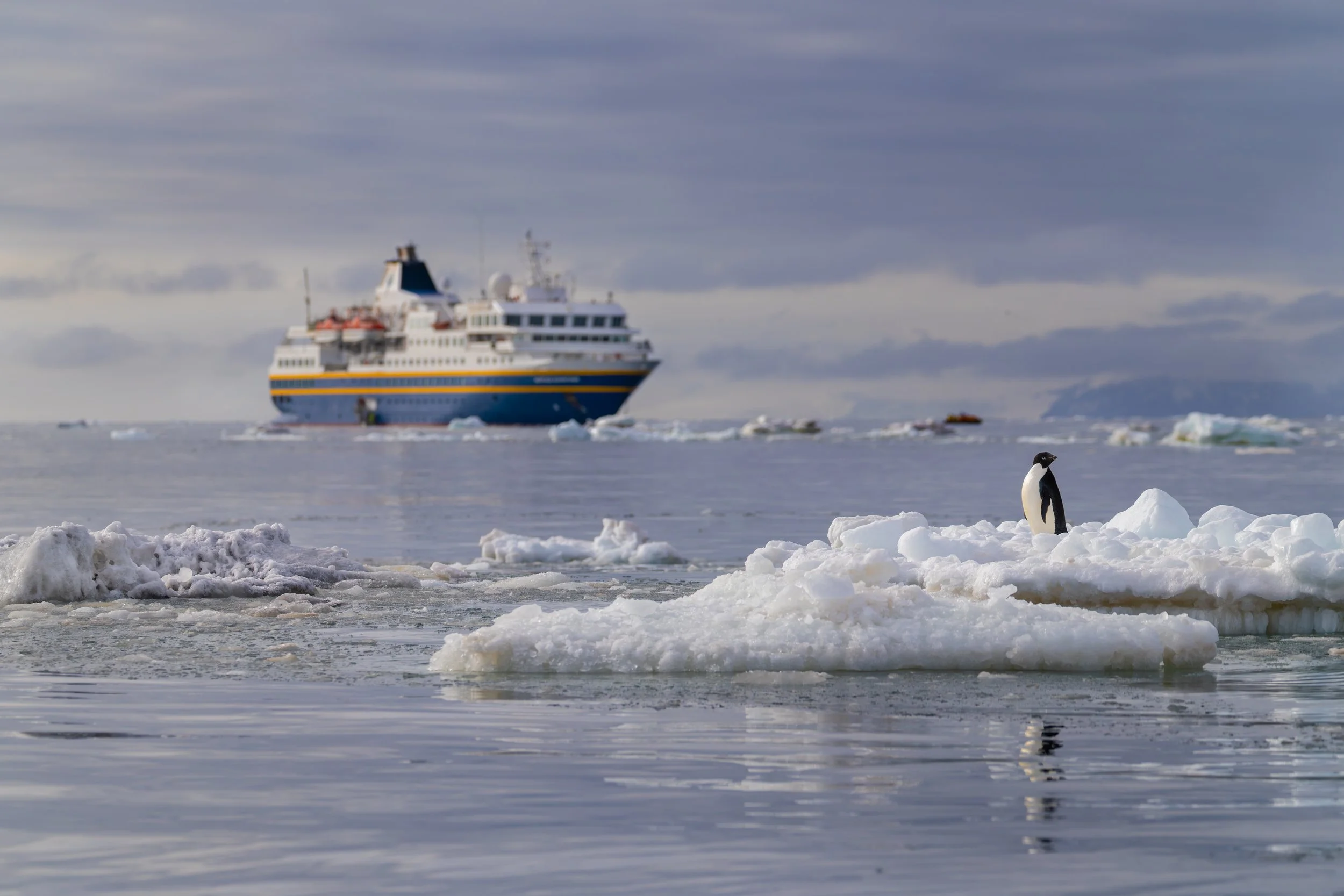 Adélie Penguin_Cape Hallett_2.20.25.jpg