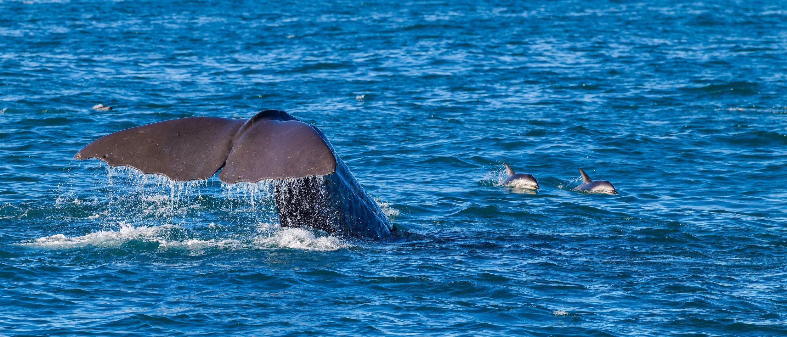 Sperm Whale_Kaikōura_03-16-26.jpg