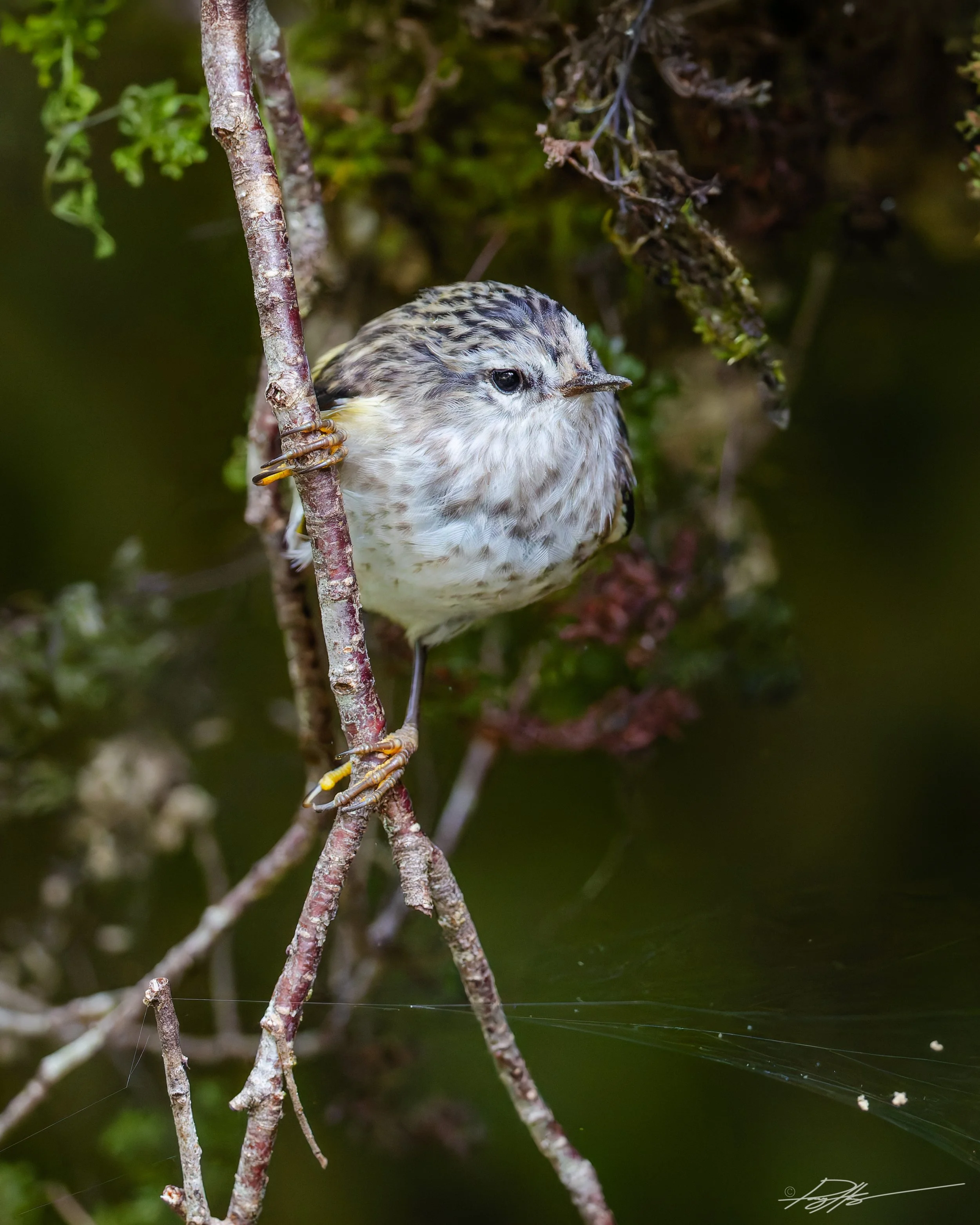 Rifleman_Routeburn Track_2.1.25_1.jpg