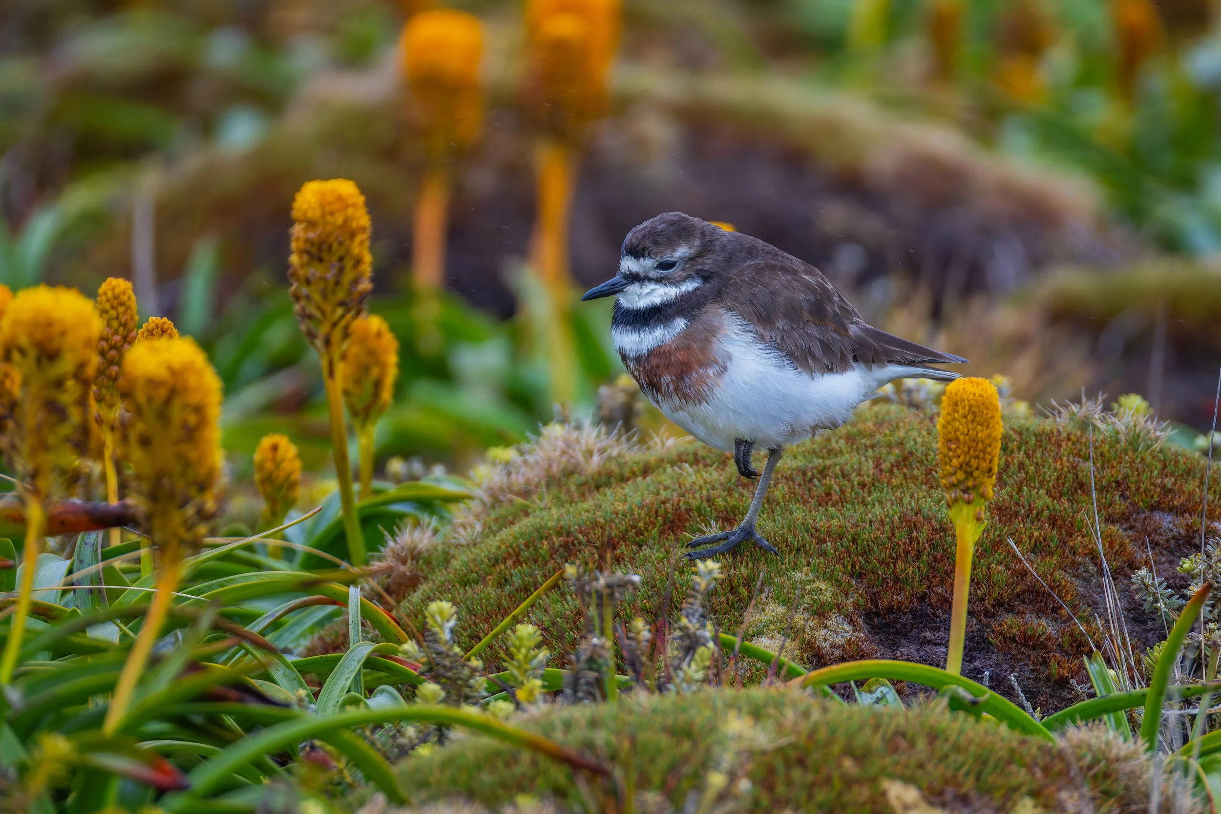 Banded Dotterel_Enderby Island_12.09.2025.jpg