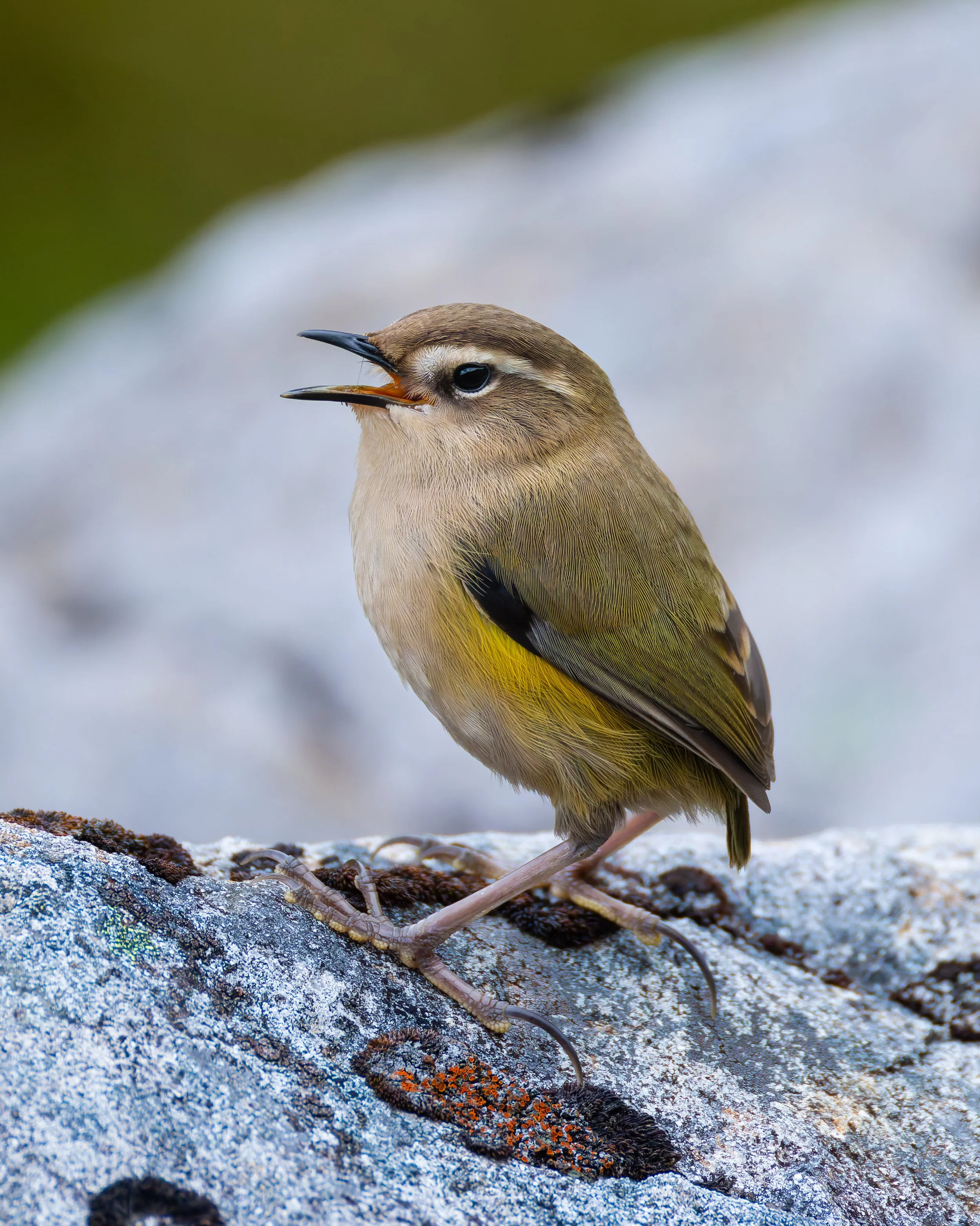 Piwauwau_Otira Valley_02-07-26.jpg