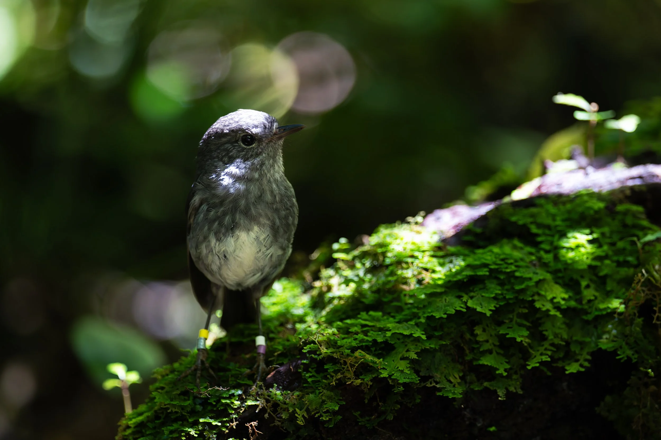 Toutouwai_Zealandia_01-28-26.jpg