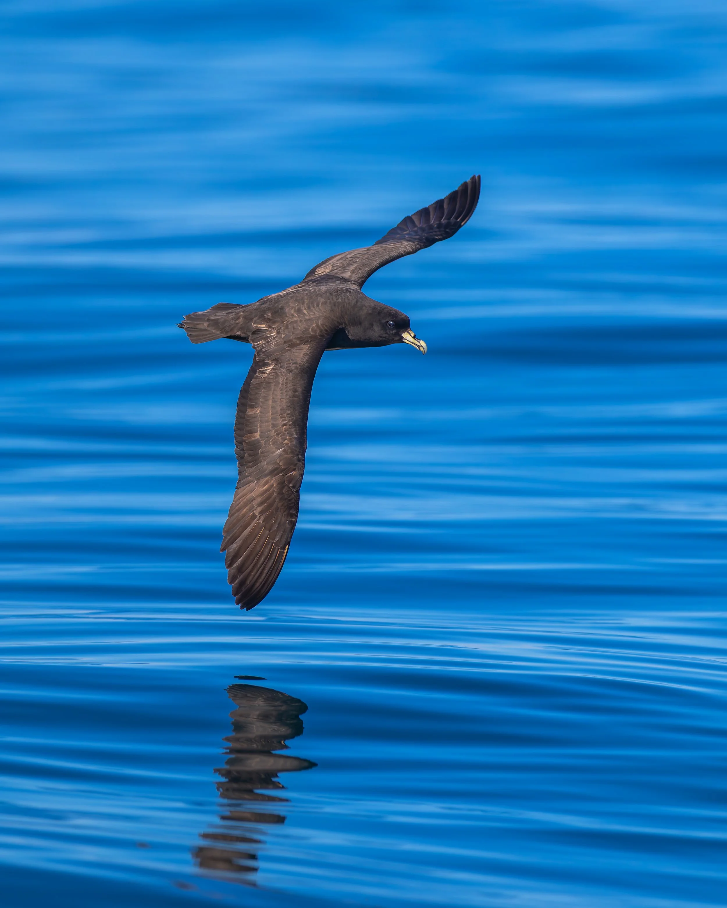 White-chinned Petrel_Kaikōura_03-16-26.jpg