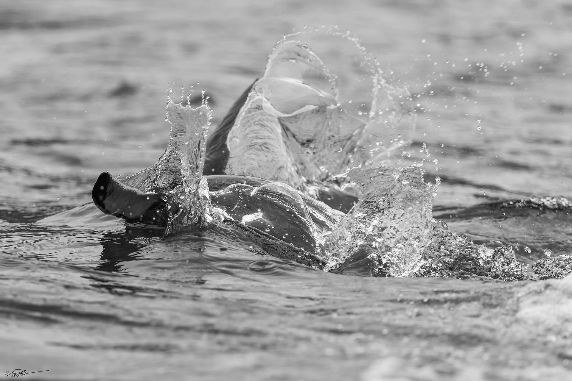 Royal Penguin_Sandy Bay_12.11.2025_1.jpg