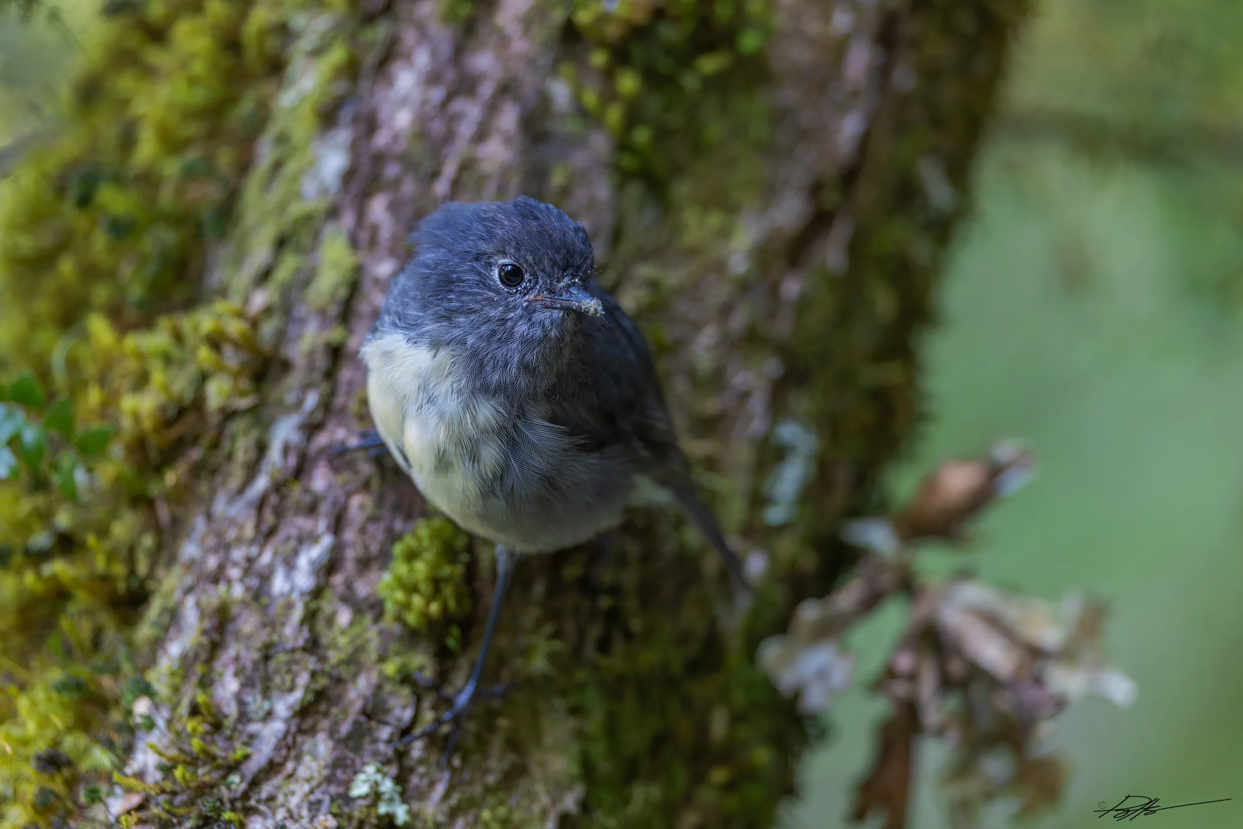 South Island Robin_Routeburn Track_2.2.25.jpg