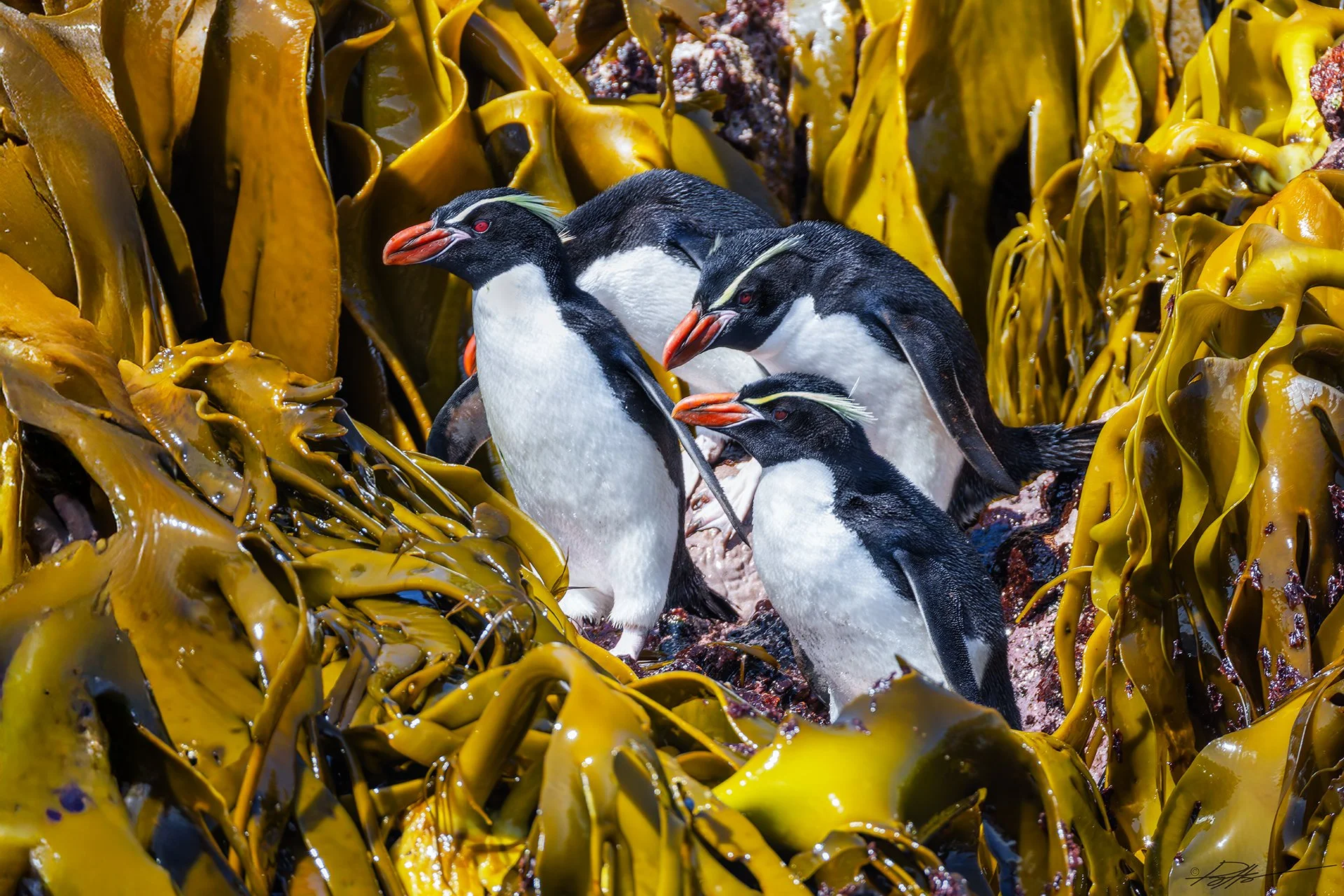 Snares Crested Penguin_Snares Islands_12.07.jpg