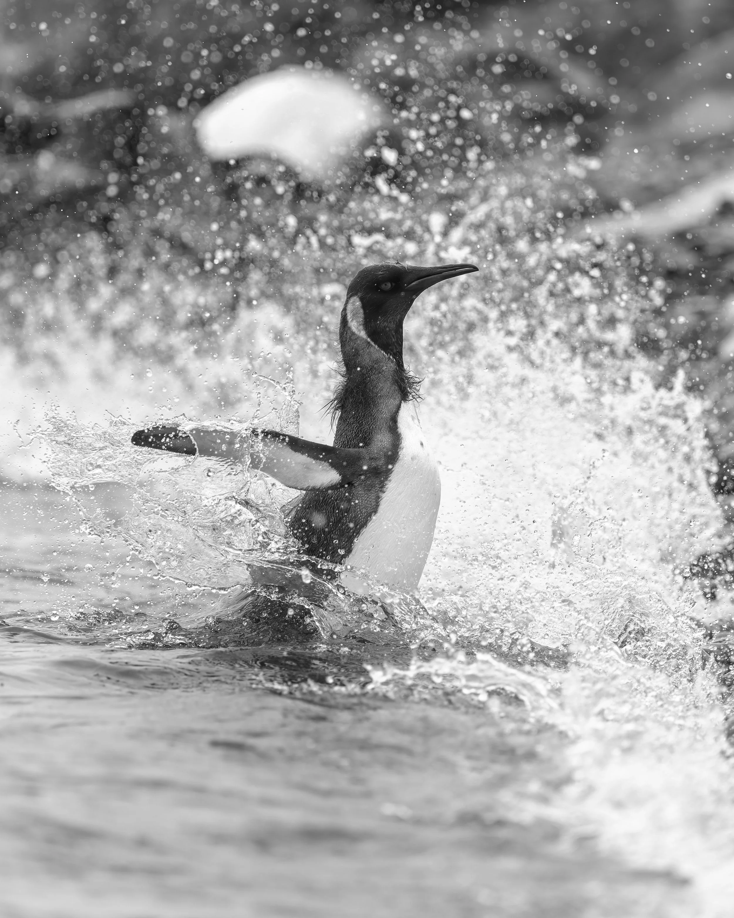 King Penguin_Sandy Bay_12.12.2025_2.jpg