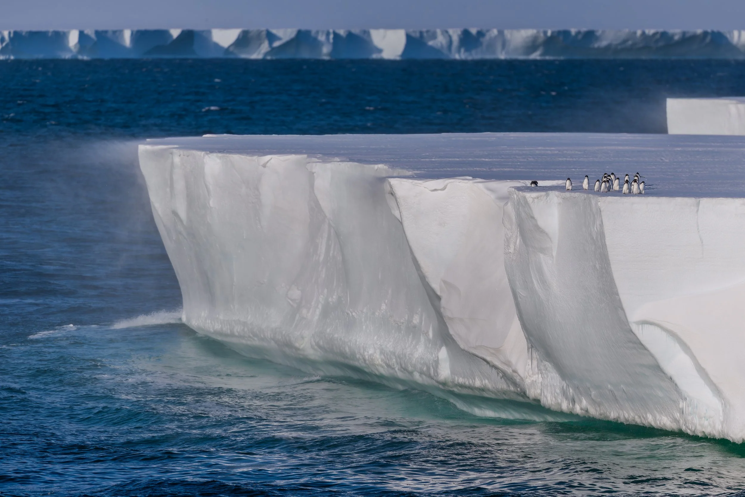 Adelie Penguins_Ross Ice Shelf_02.15.2025.jpg
