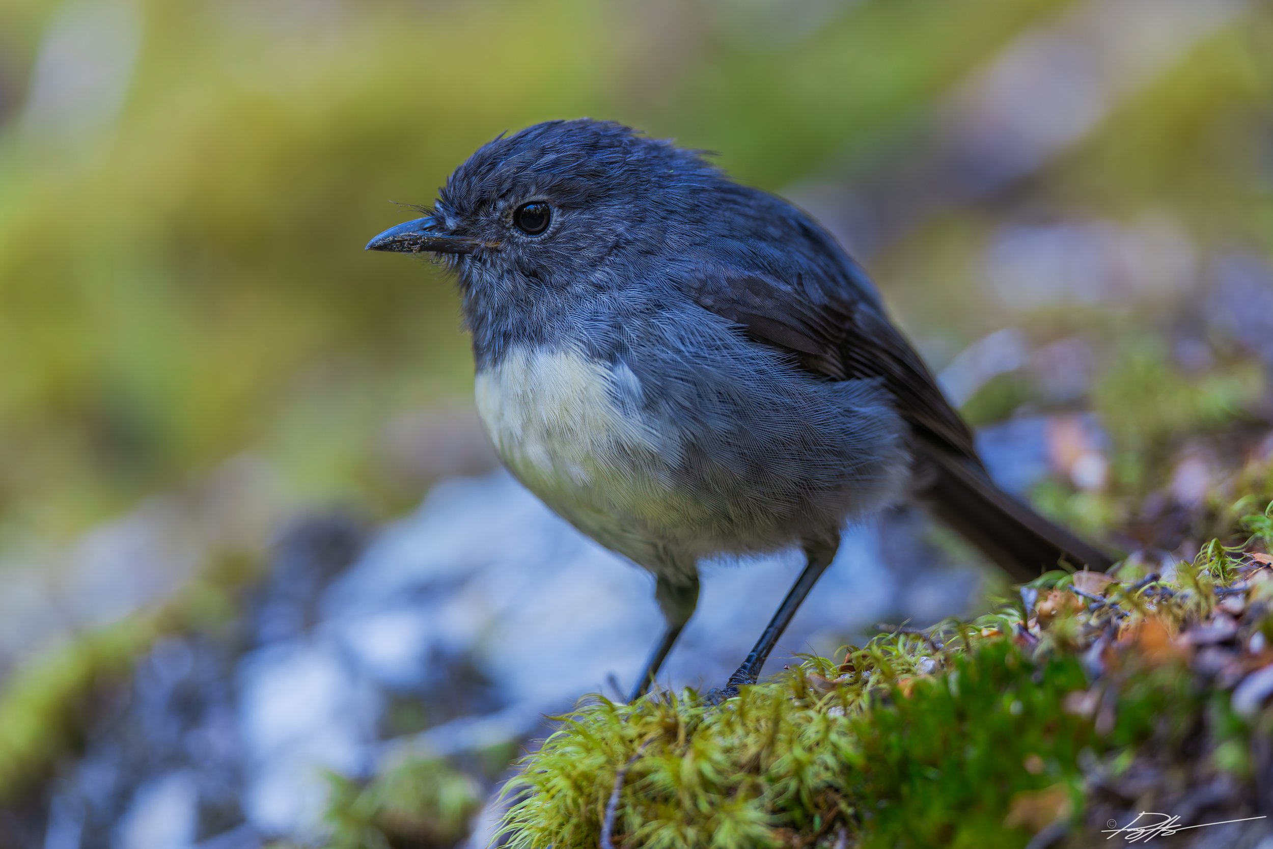 South Island Robin_Routeburn Track_2.2.25_1.jpg