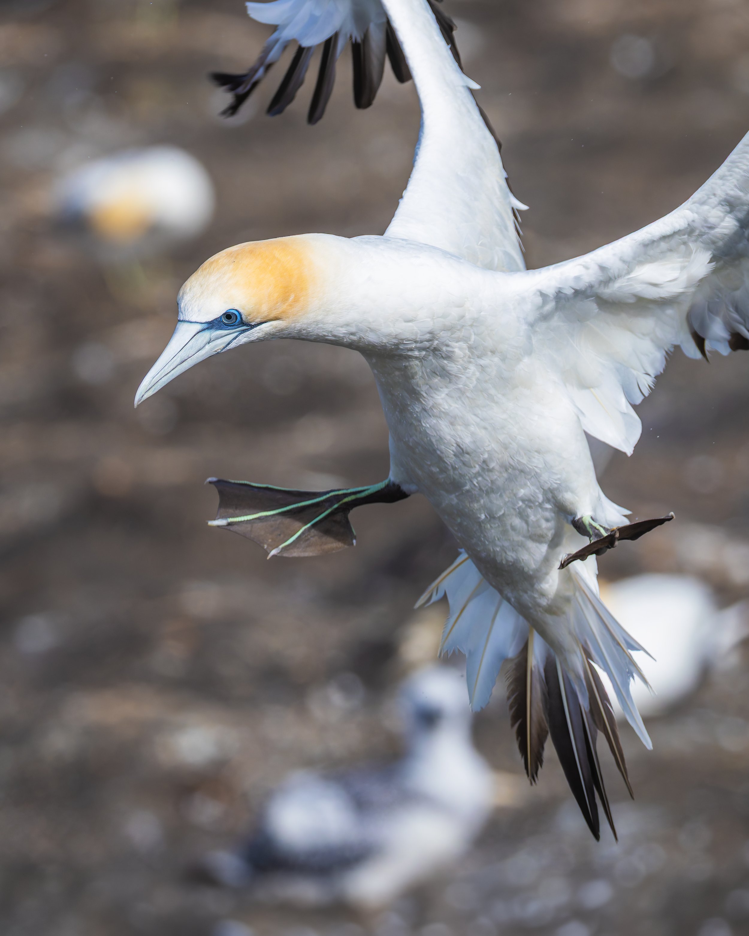 Australasian Gannet_Muriwai_04-08-26.jpg