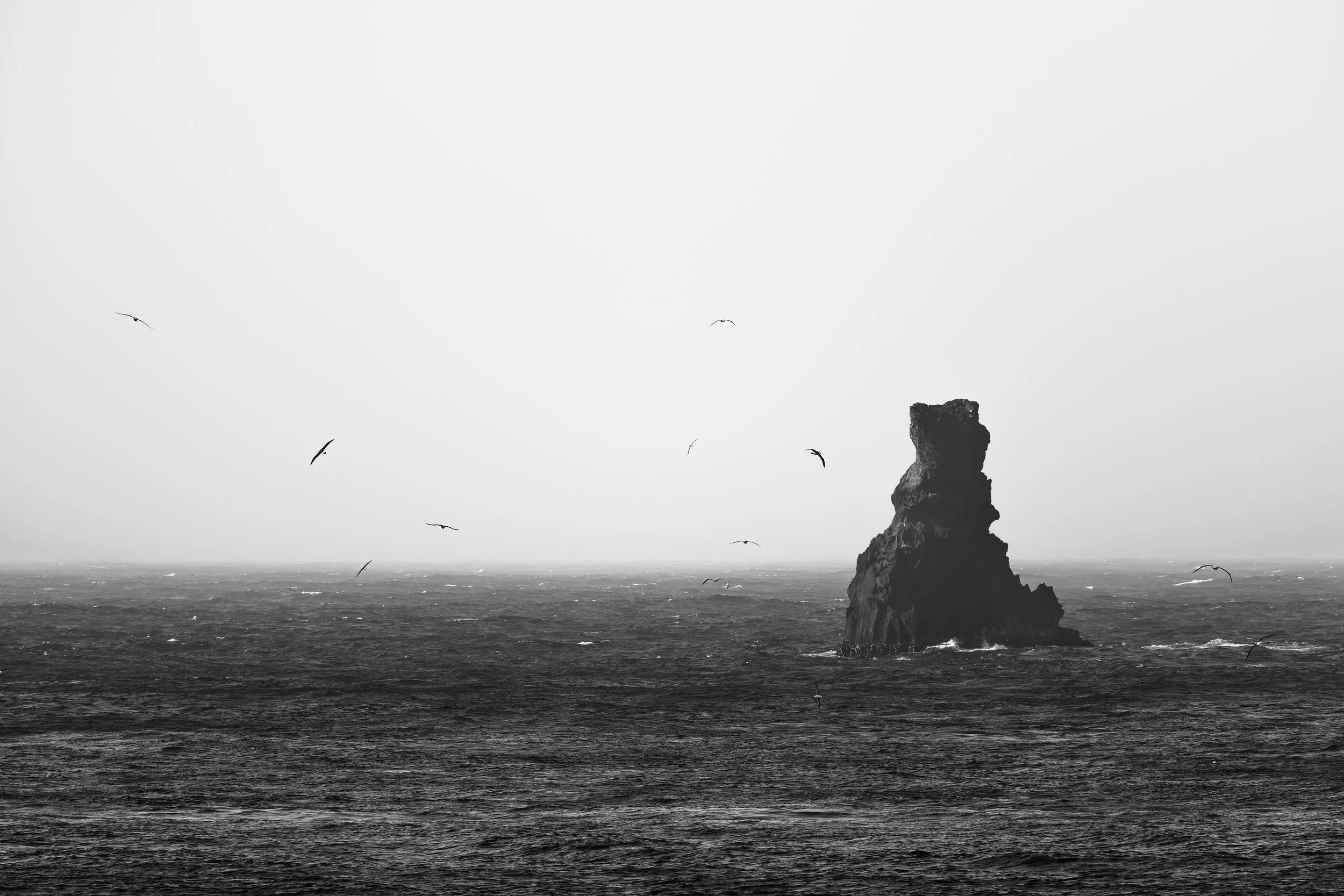 Campbell Albatross_Campbell Island_12.14.2025.jpg