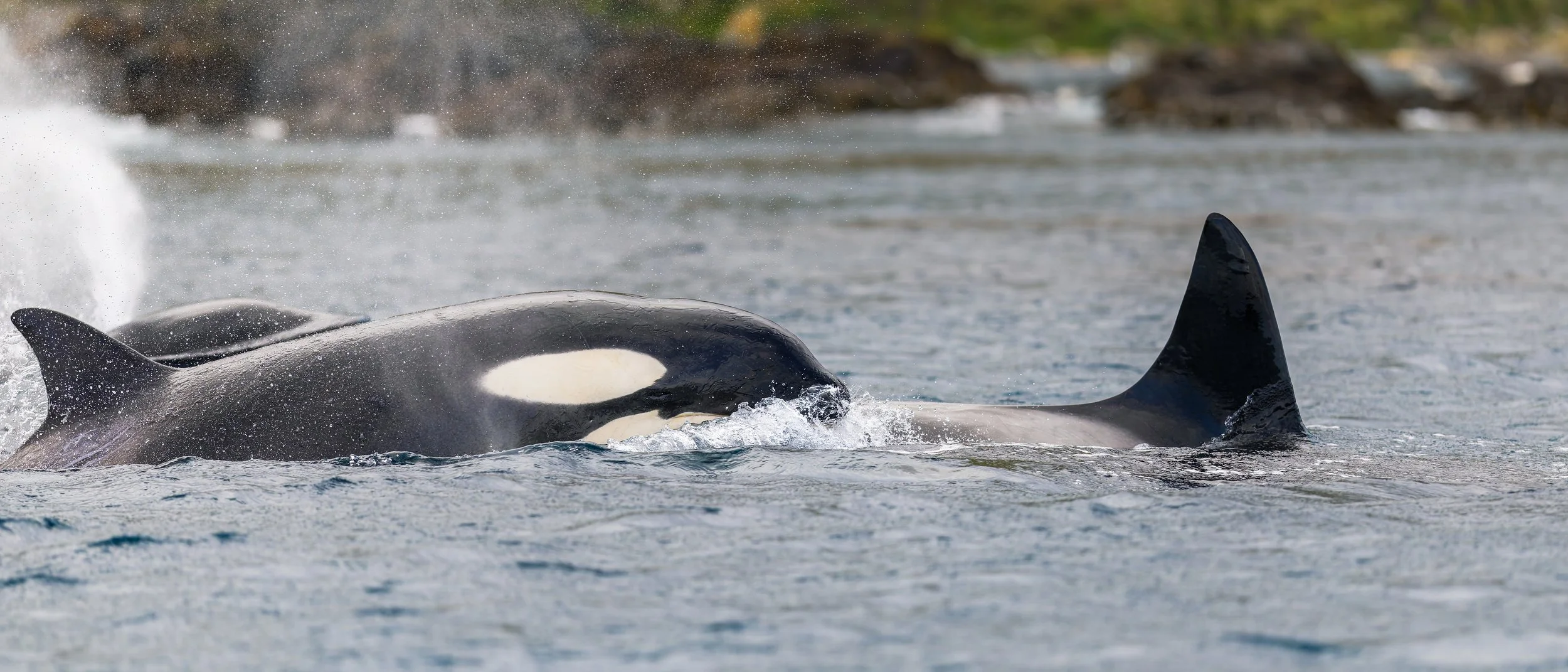 Orca_Sandy Bay_12.11.jpg