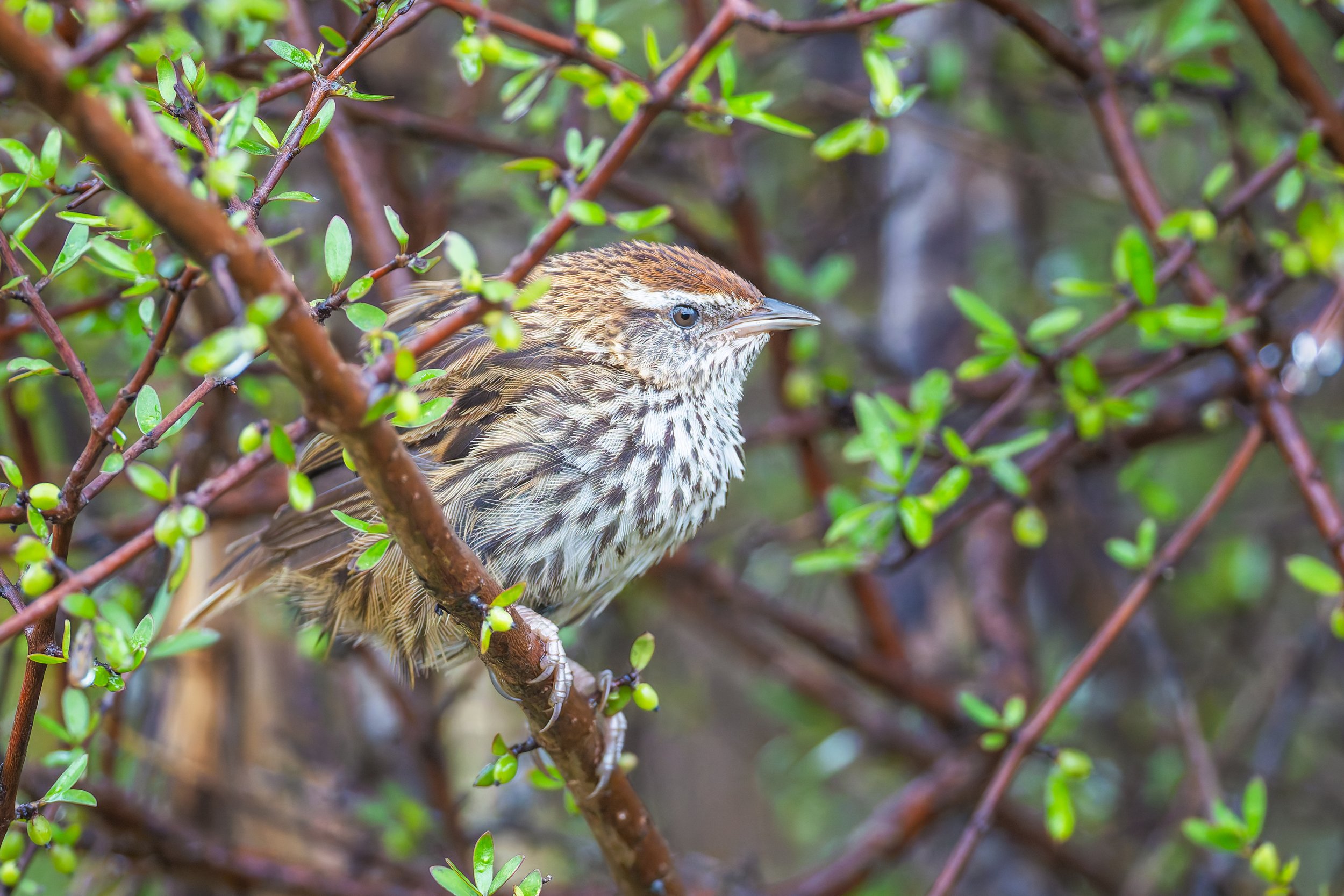 Mātātā_Ōkārito Wetlands_02-06-26.jpg