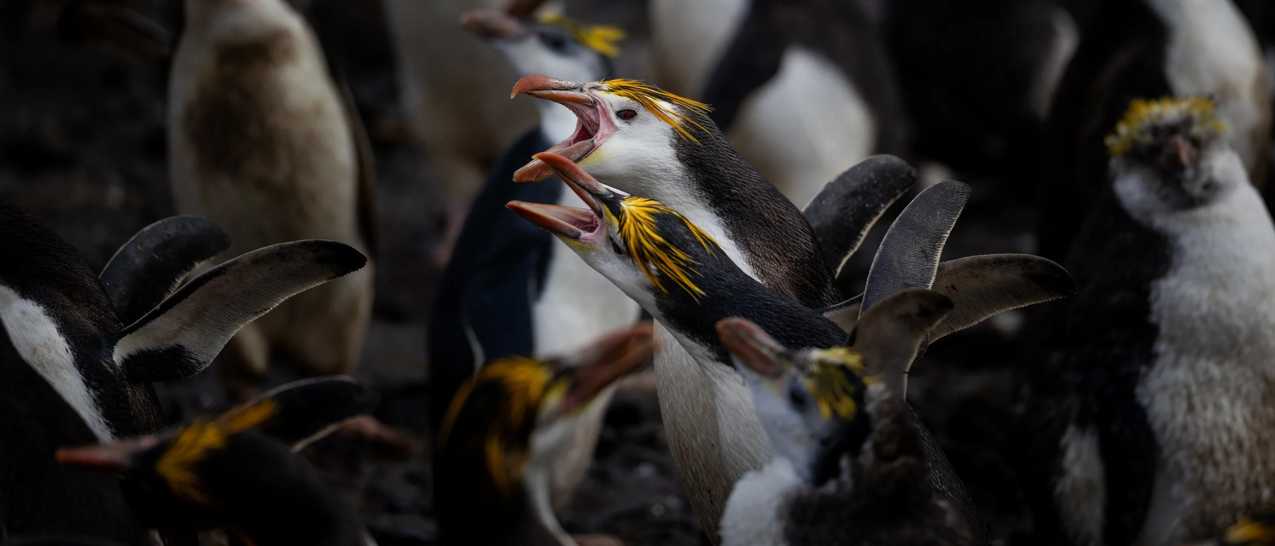 Royal Penguin_Sandy Bay_2.7.jpg