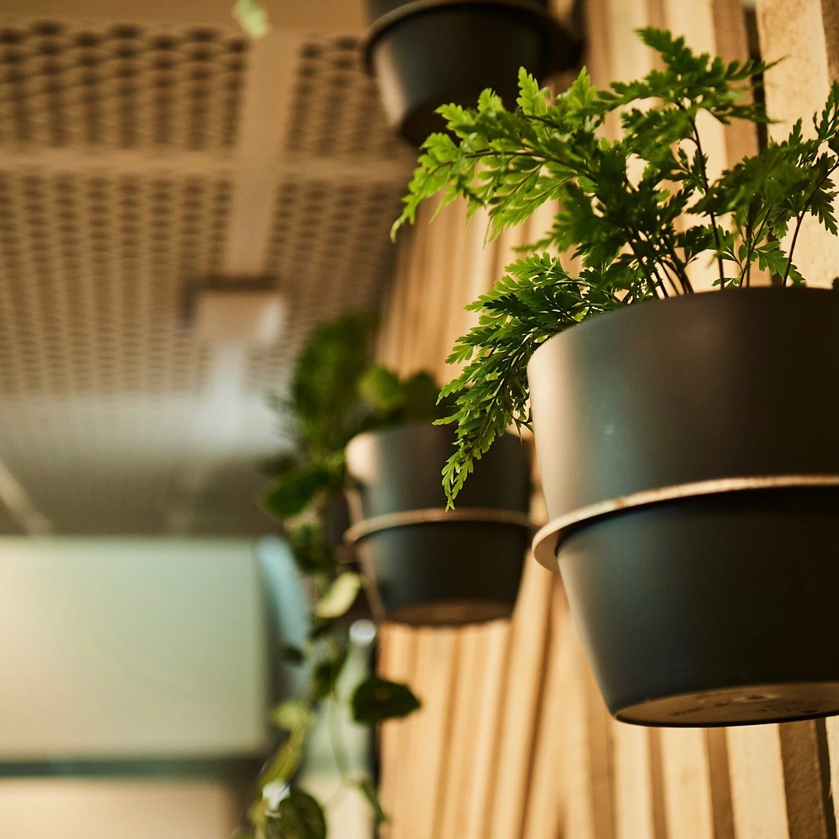 Close-up of green leafy plants in black pots mounted on a wooden wall indoors.