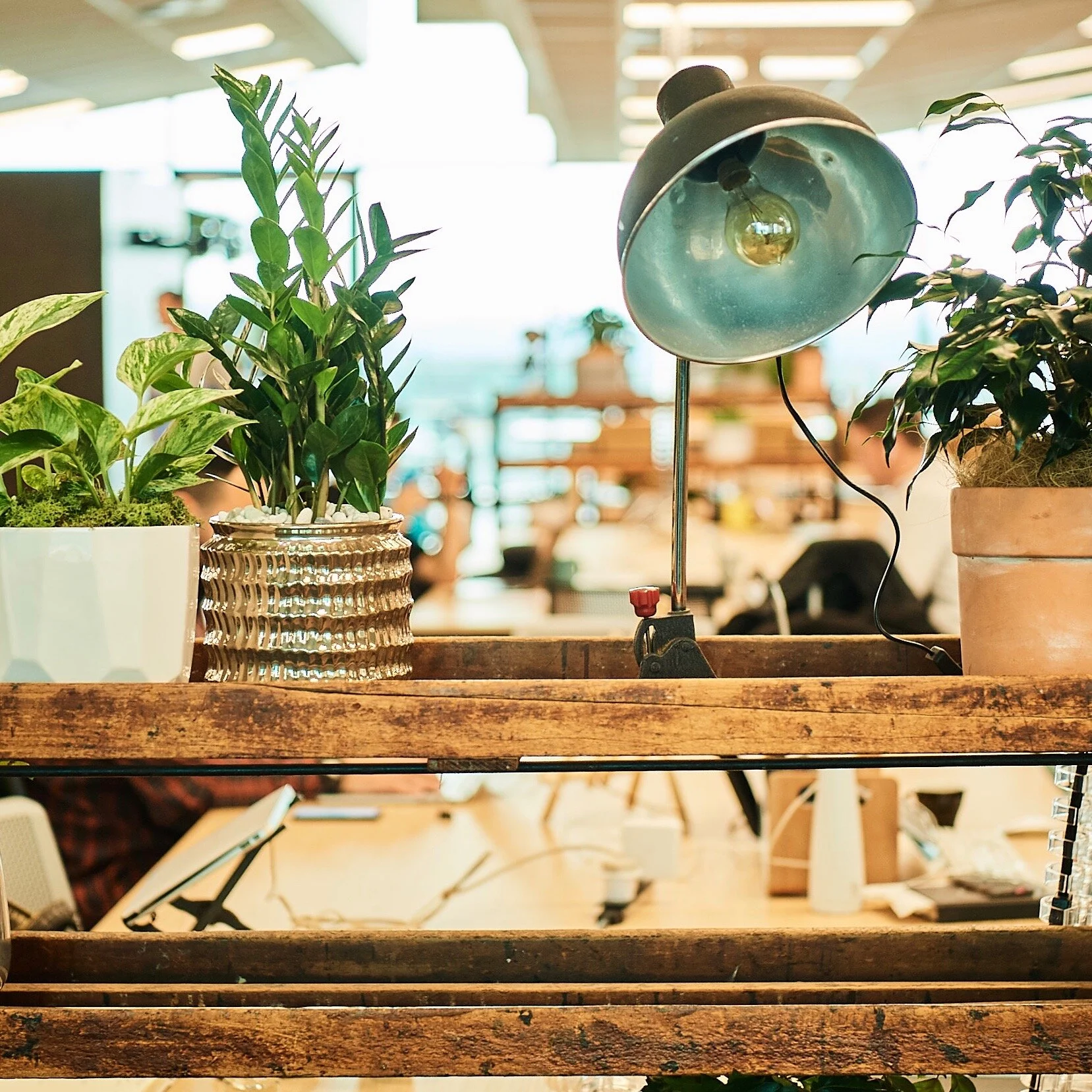 Indoor scene with potted plants on a wooden shelf and a vintage adjustable desk lamp.
