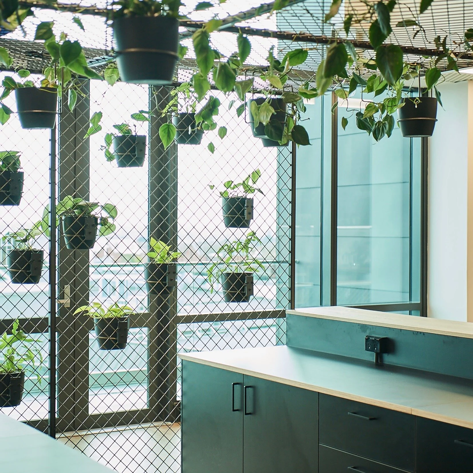 Indoor office or workspace with hanging potted plants on a wire grid wall near large windows.