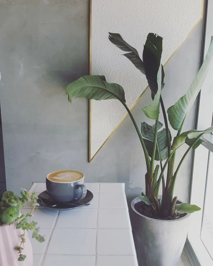 A cup of coffee on a saucer on a white tiled table next to a potted plant with large green leaves, near a window with natural light.