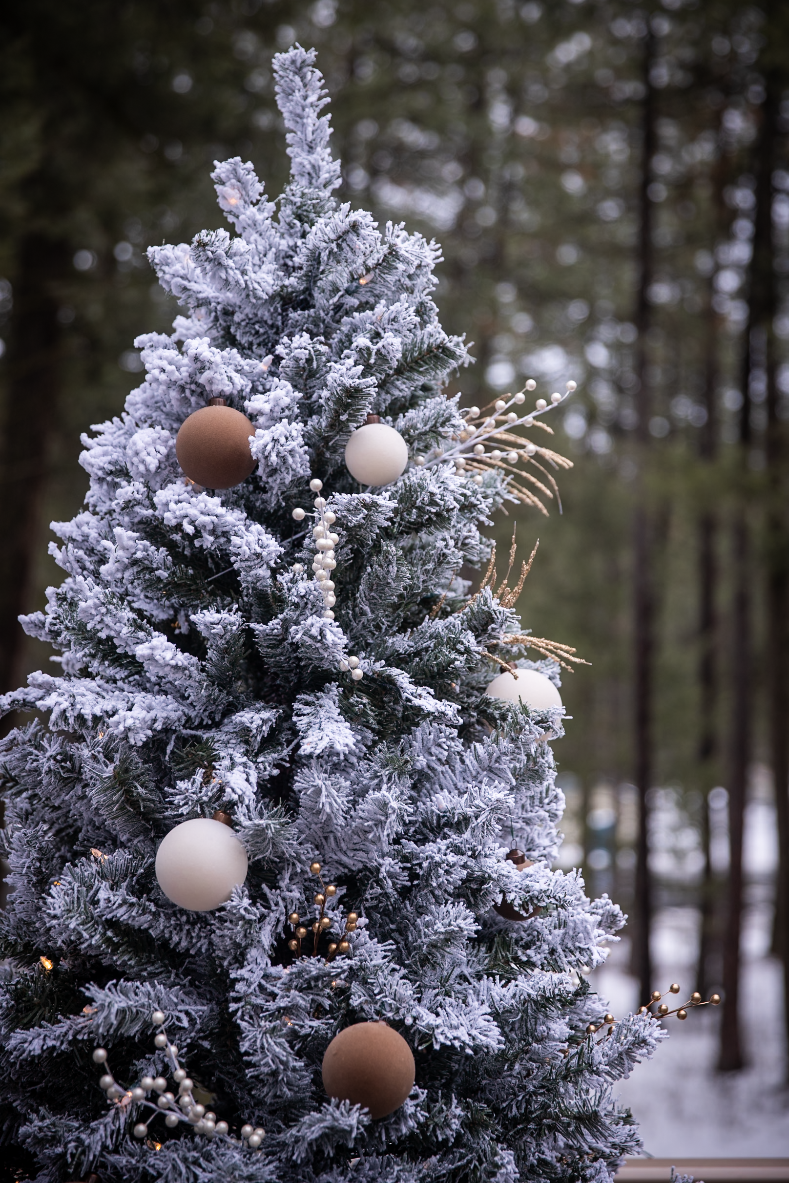 Emily & Austin-115.png