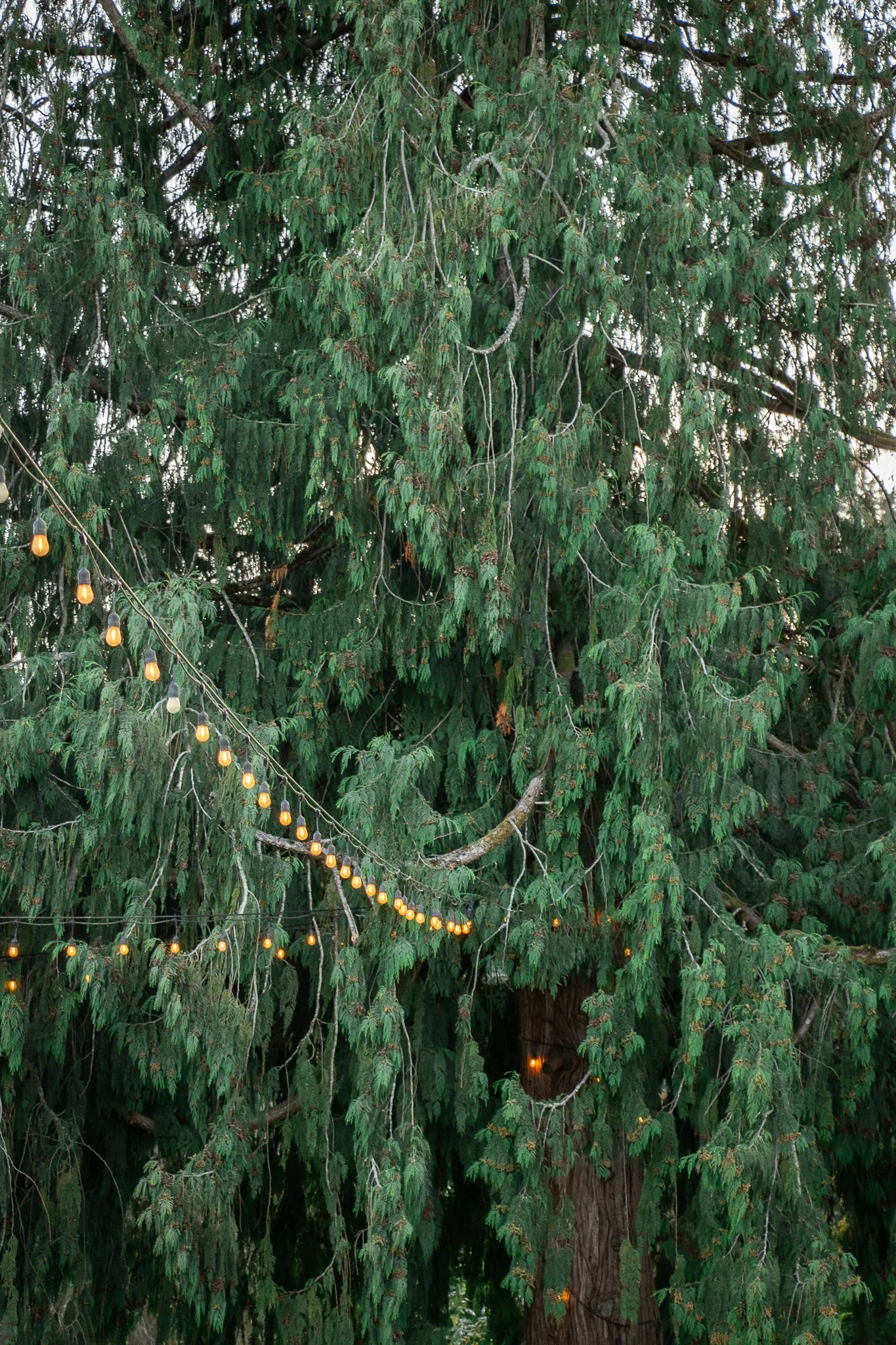 Jocelyn & Alex-591.jpg