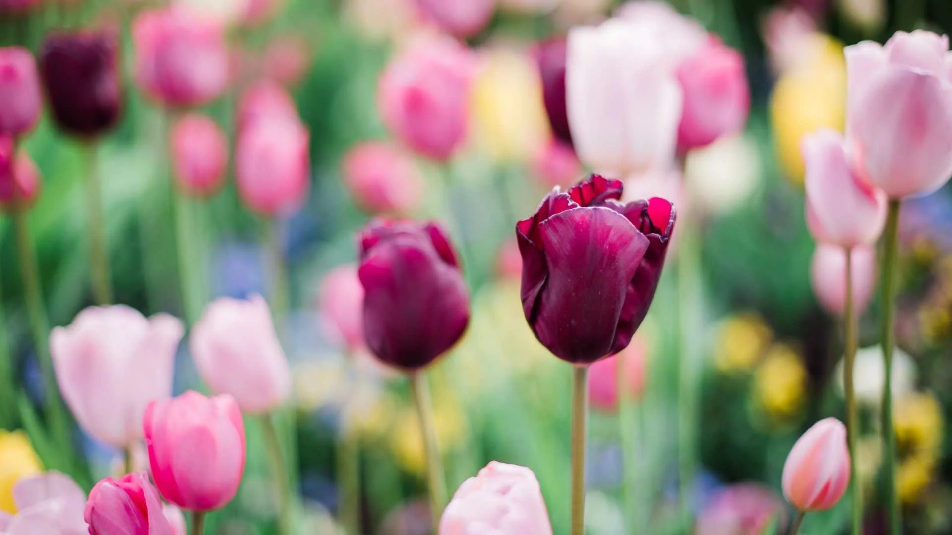 Spring Refresh: Welcoming Growth and Gentle Renewal