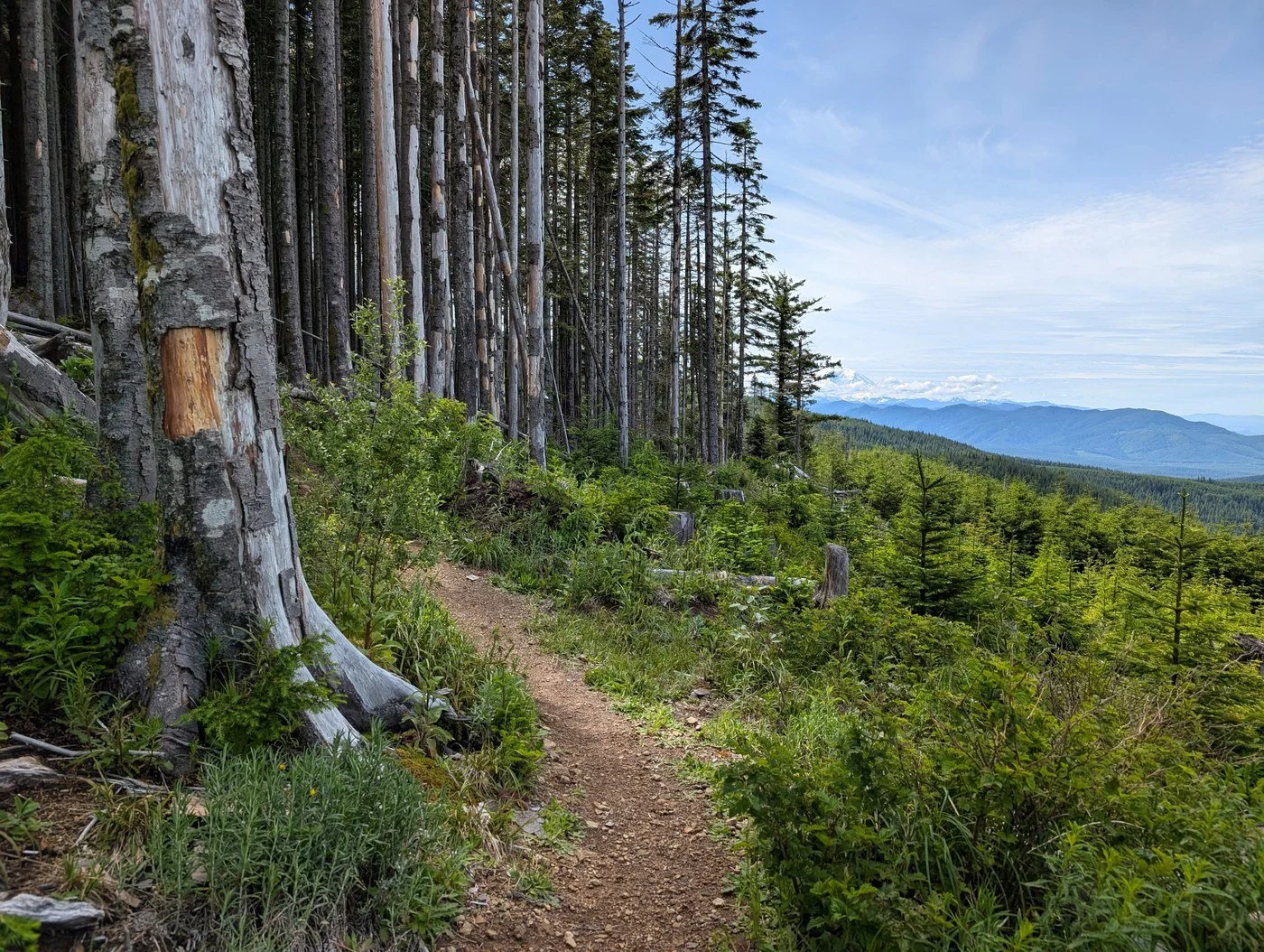 Rattlesnake Mountain Trail