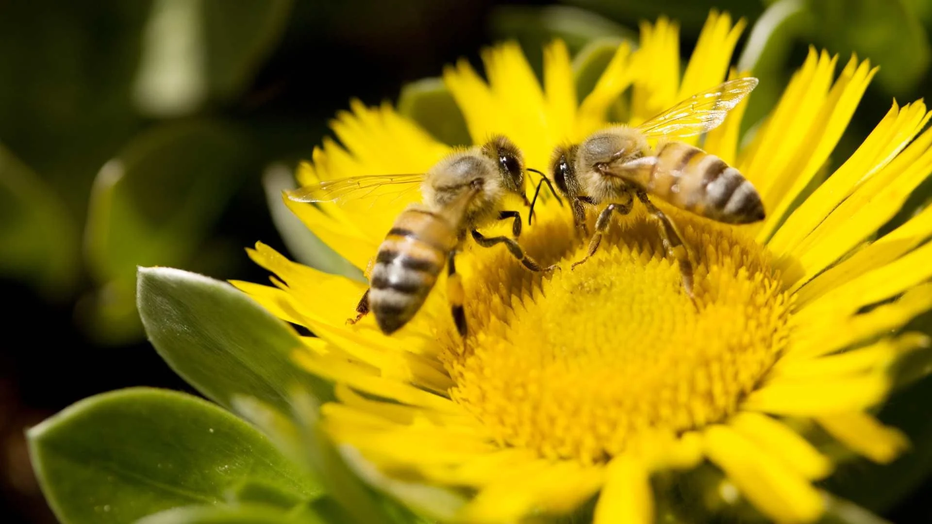 World Bee Day: The Quiet Work of Sustainable Growth Blog Header