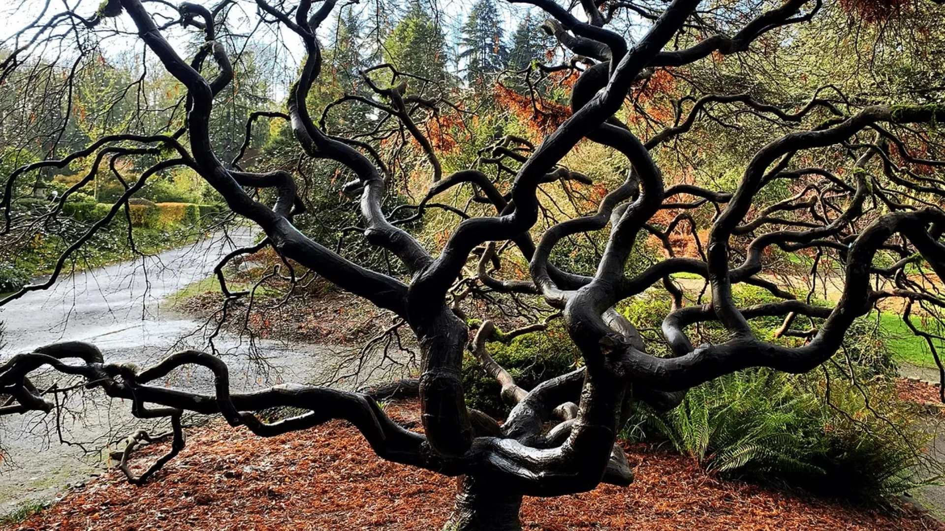 Kubota Garden, Seattle