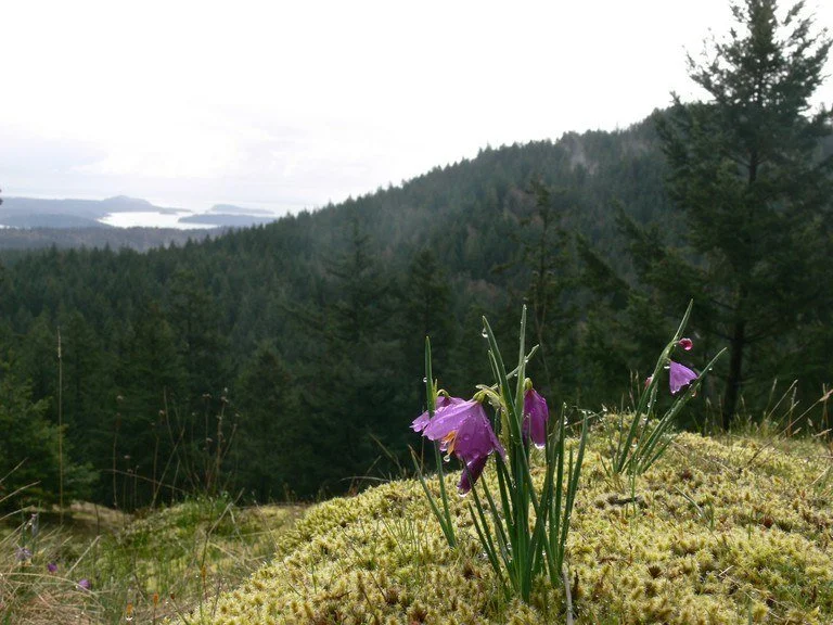 Sugarloaf Mountain Hike