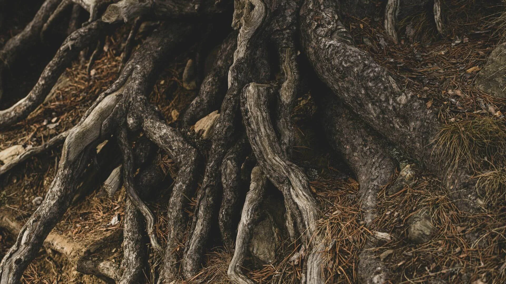 Rooted in Community