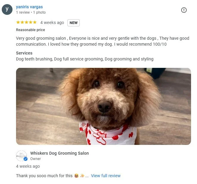 Close-up of a small, fluffy brown poodle with curly fur and big, dark eyes, wearing a red and white bandana, sitting on a wooden floor.