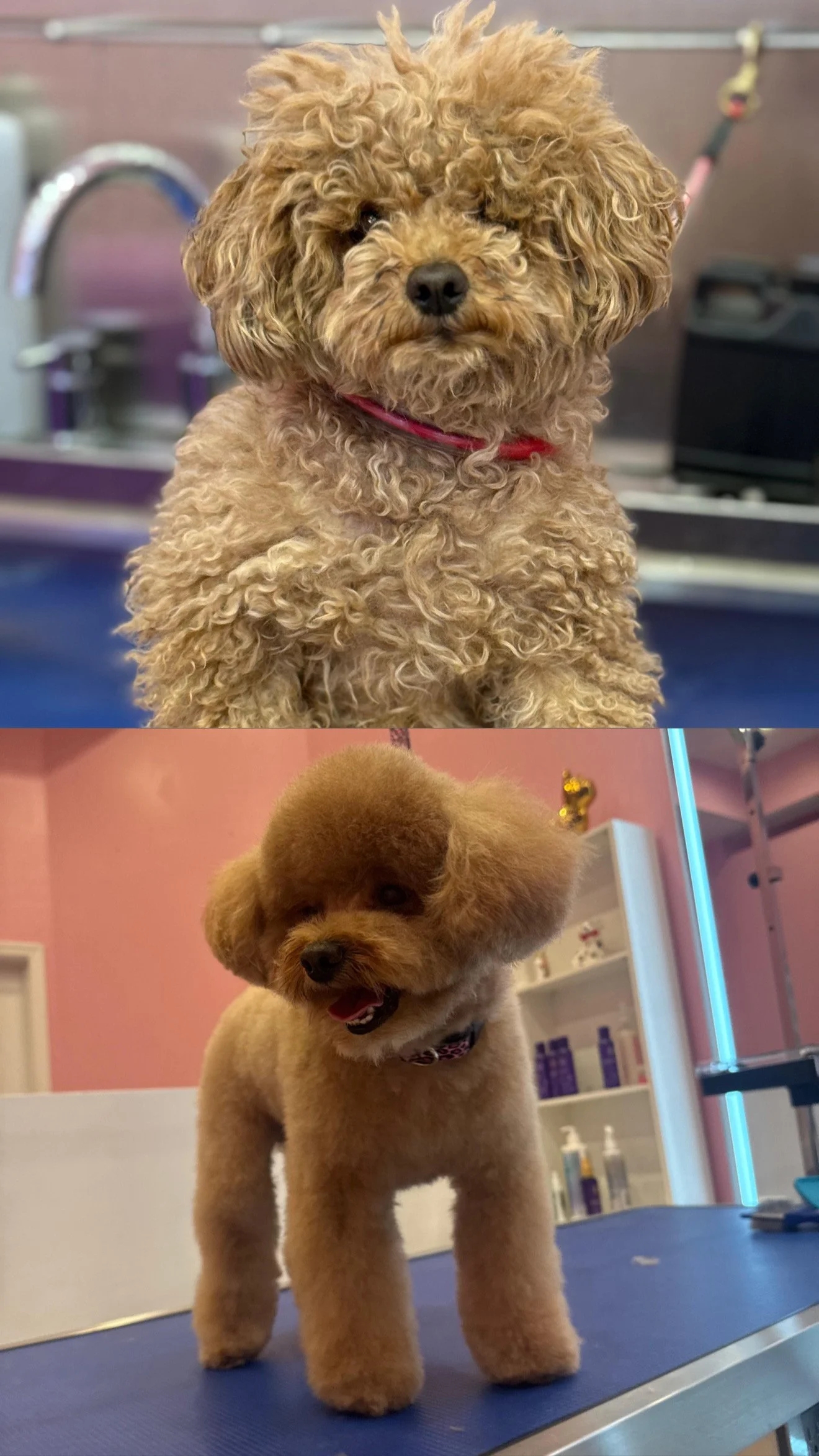 Two dogs, one with curly fur and a red collar sitting at the top, and one with straight fur and a patterned collar standing on a grooming table at the bottom, in a grooming salon.