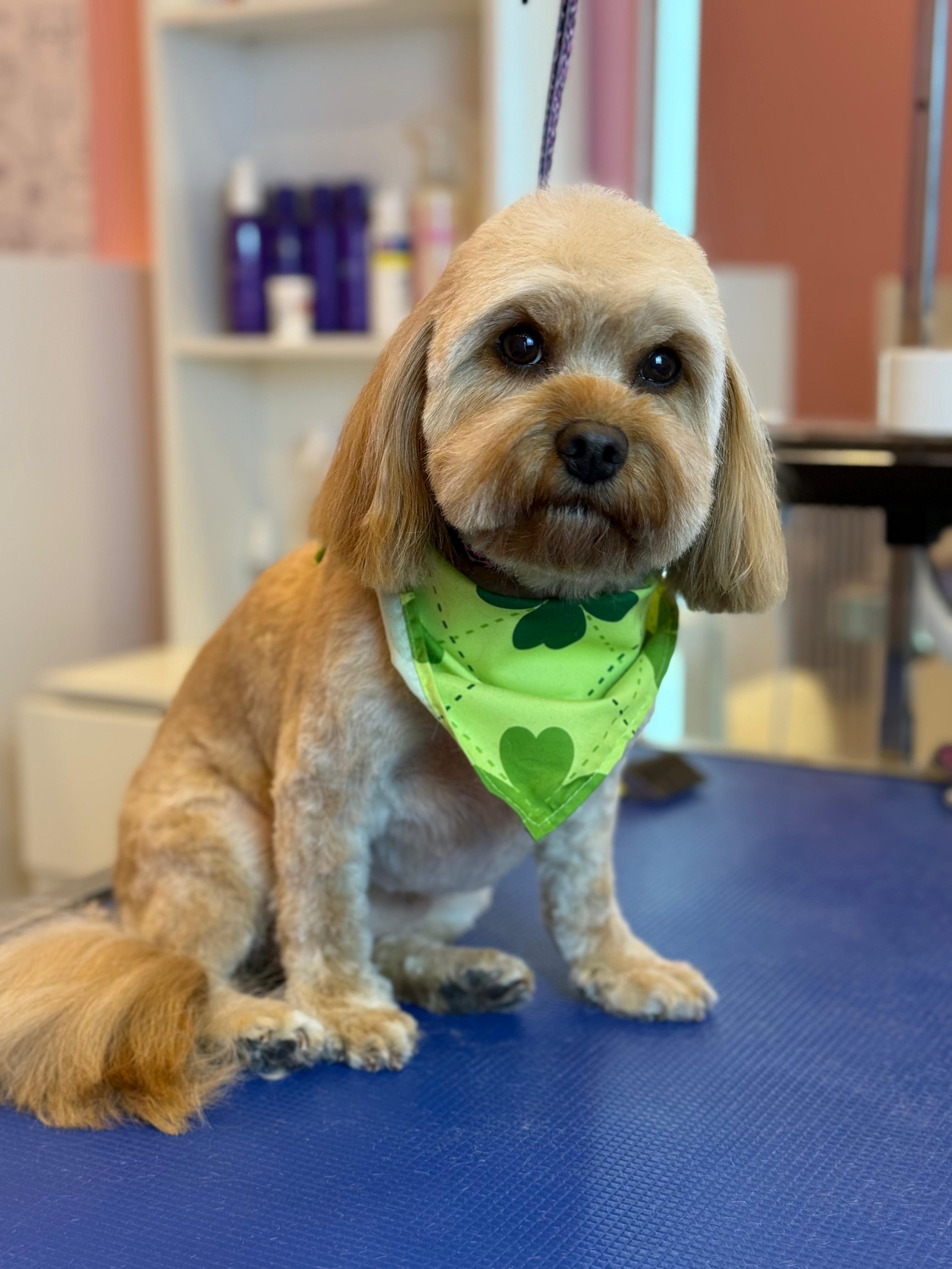 Small dog with light brown fur and long ears, wearing a green bandana, sitting on a grooming table in a pet salon.