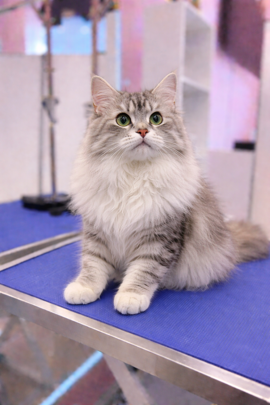 A fluffy gray and white cat sitting on a grooming table, looking slightly upward with green eyes, in a grooming or veterinary clinic.