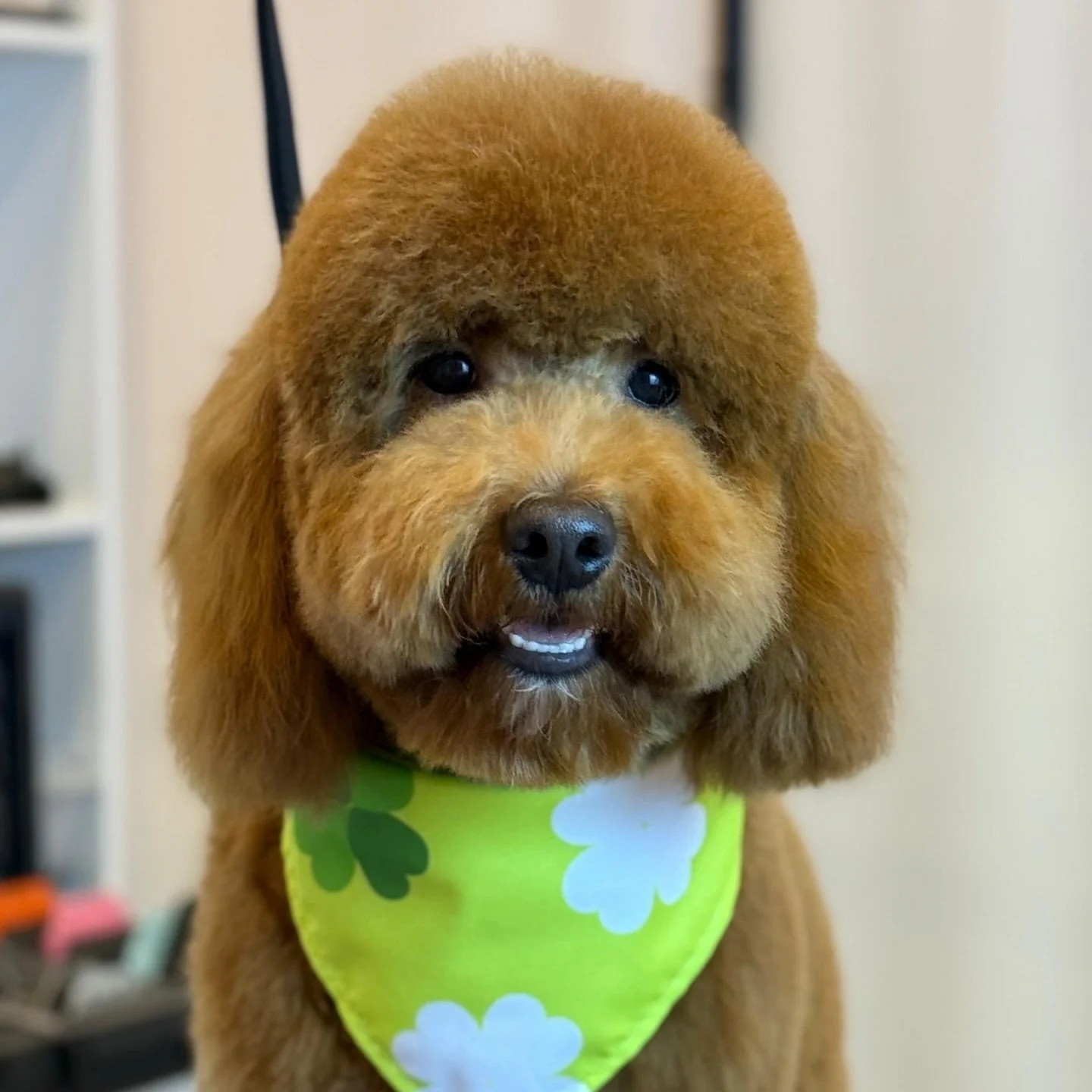 What's your favorite face for your pup? Teddy bear, puppy cut, long beard, or puffy ears? At Whiskers, we adapt to your style and keep you informed if dematting is needed. We prioritize transparency with our clients, setting us apart in pet grooming.