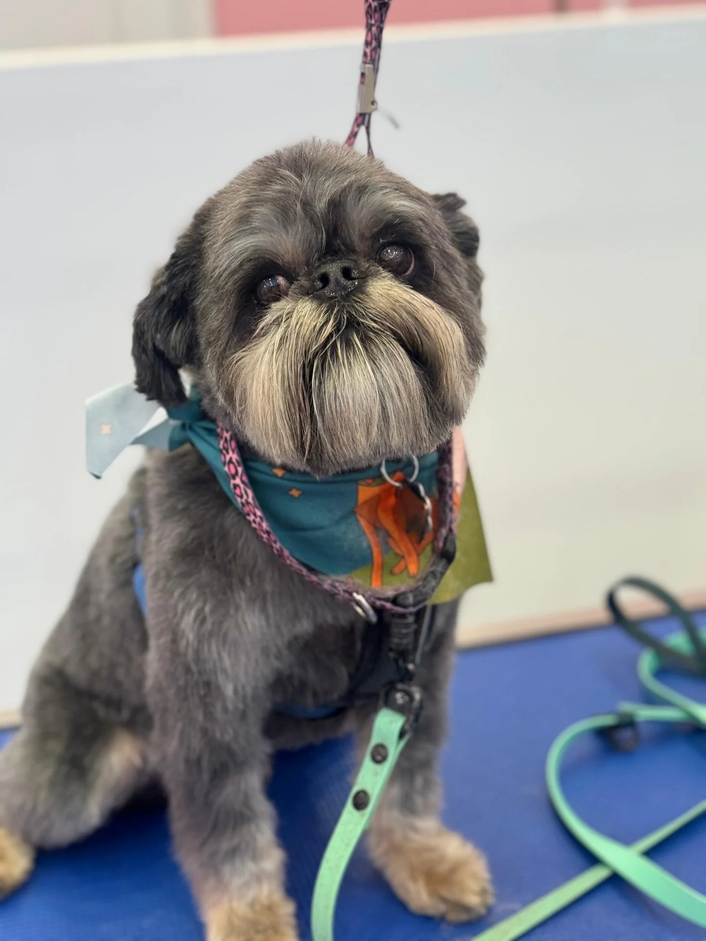 At Whiskers, every detail matters, and we're here to give your pups the best care and loyal love they deserve. ✨🐾 

LINK 🔗 BIO