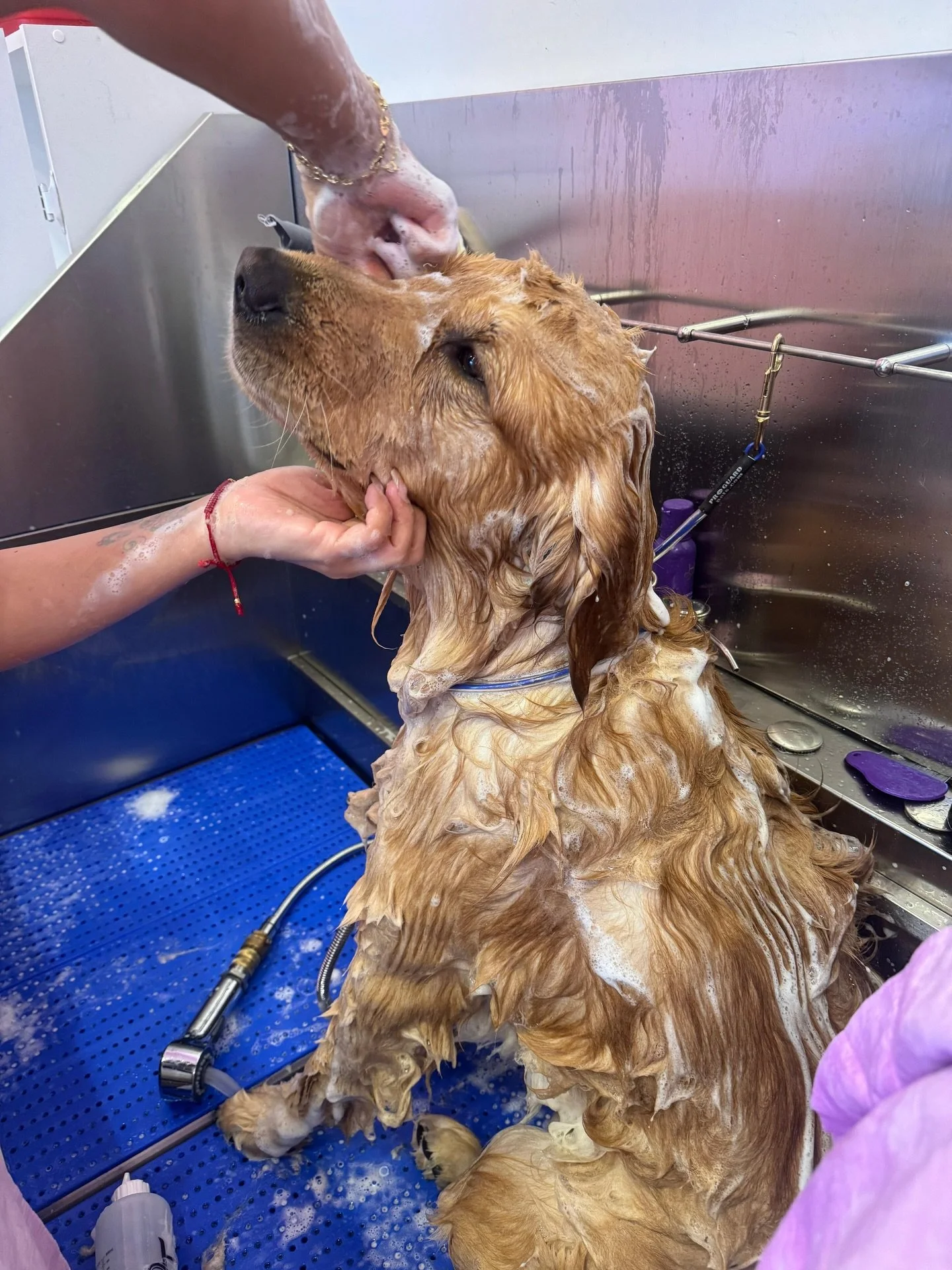 POV: You walked in smelling like the park and walked out smelling like a main character. 🐾

Our Pro Bath isn&rsquo;t just a bath &mdash; it&rsquo;s a whole experience.
Nails trimmed ✂️ Shampoo + conditioner 🧴 Ears cleaned 👂 Glands expressed (when 