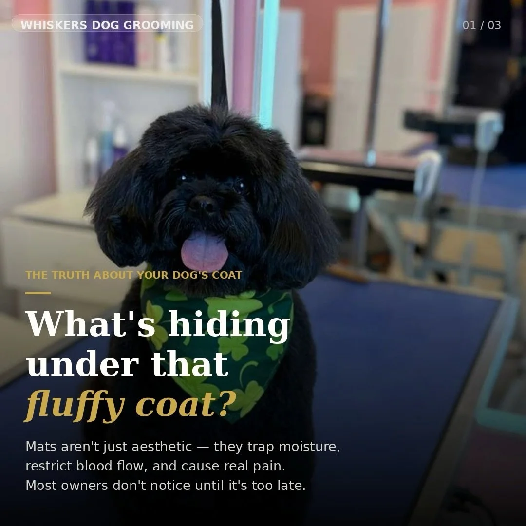 If your dog is matted, this decision matters more than you think.
Dematting vs shaving &mdash; here&rsquo;s the truth 🐶