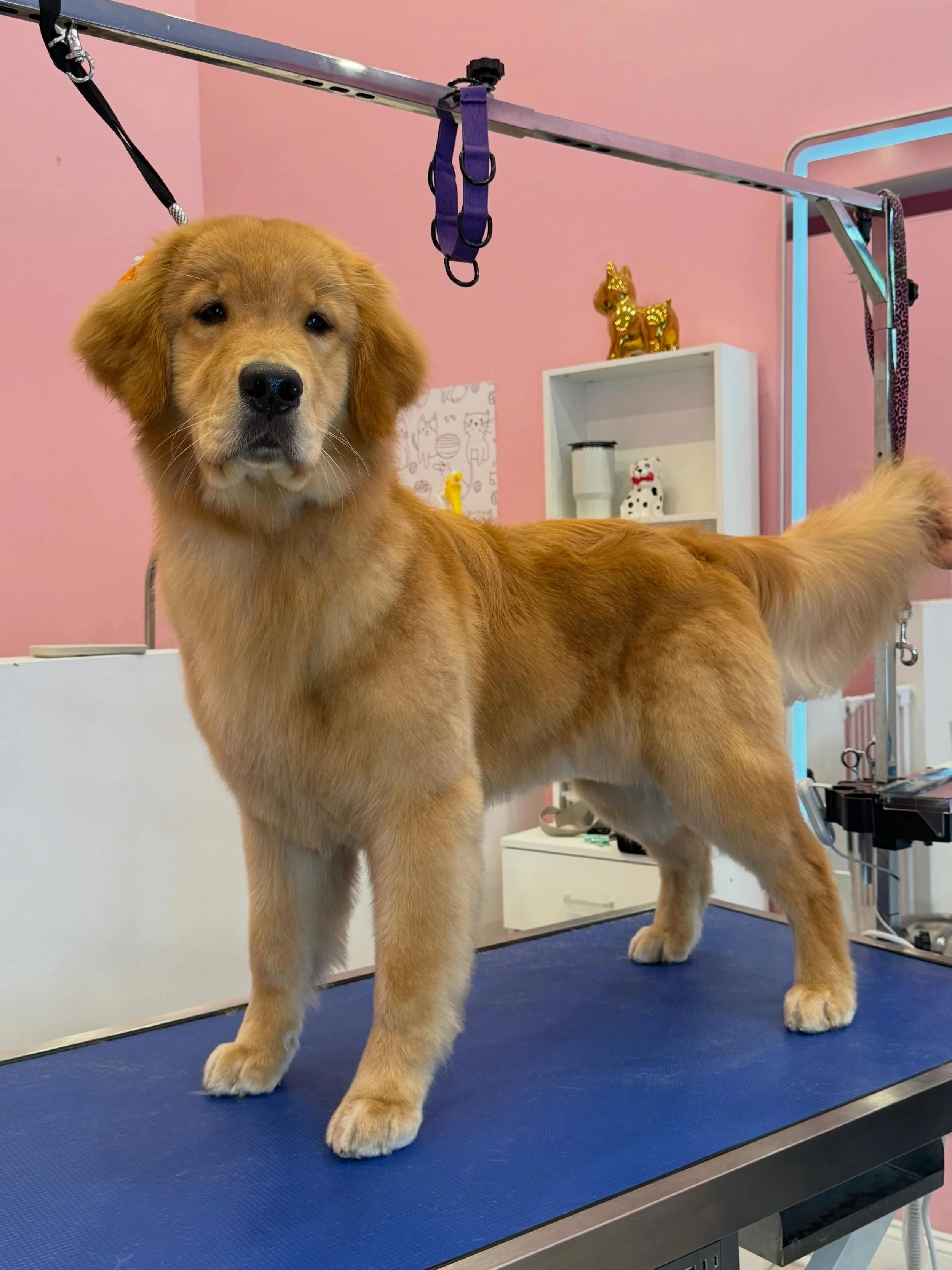 Fresh groom, happy face, and lots of love 🐾✨ 
At Whiskers Dog, every grooming session is done with patience, care, and your pet&rsquo;s comfort in mind. 

From stylish haircuts to gentle nail care, we focus on making every visit a calm and positive 
