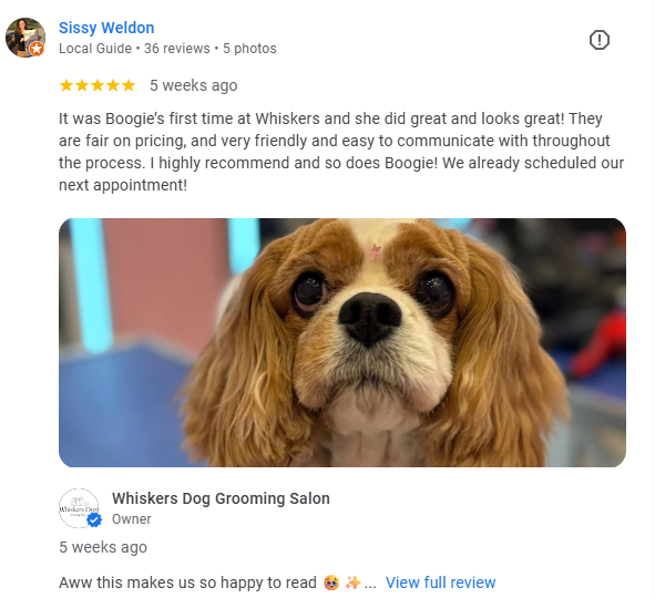 Close-up of a Cavalier King Charles Spaniel dog with large, expressive eyes and long, floppy ears at Whiskers Dog Grooming Salon.
