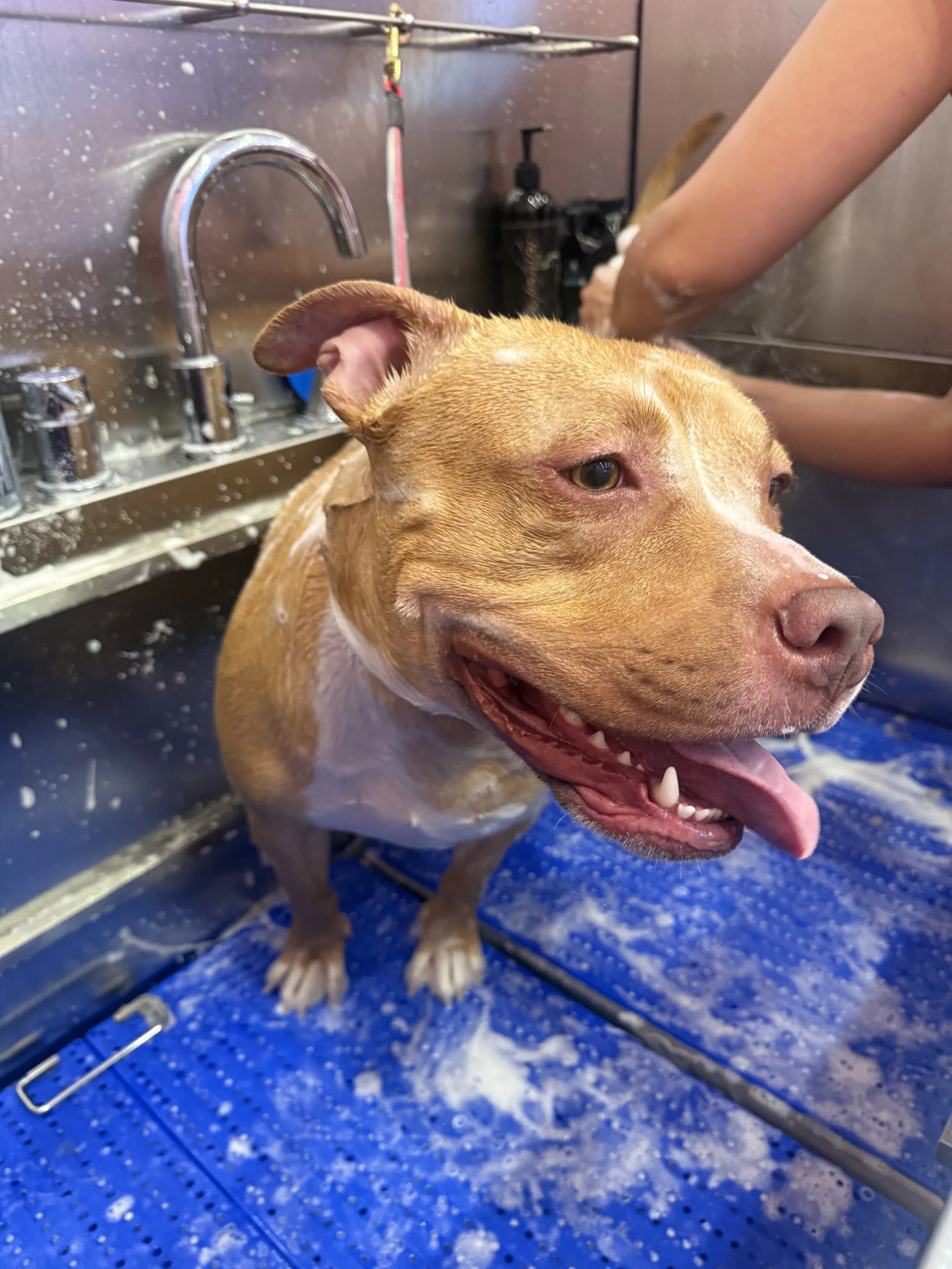 Dog with wet fur in a grooming sink, being bathed by a person.