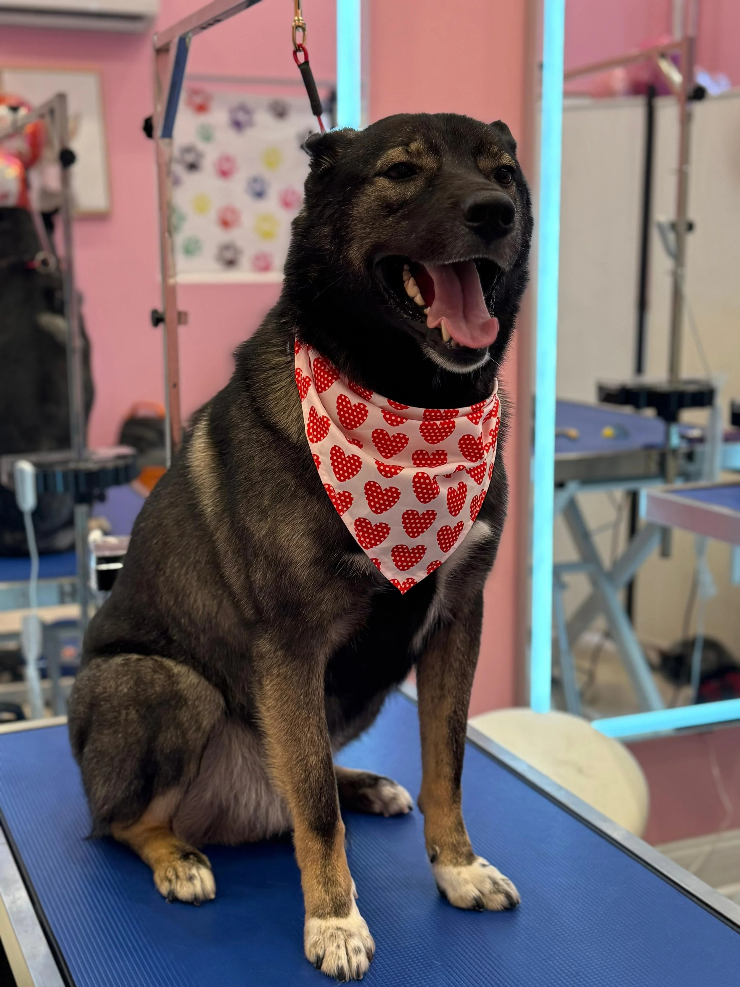 A happy black and brown dog with a red and white heart patterned bandana sitting on a grooming table, smiling with its mouth open.